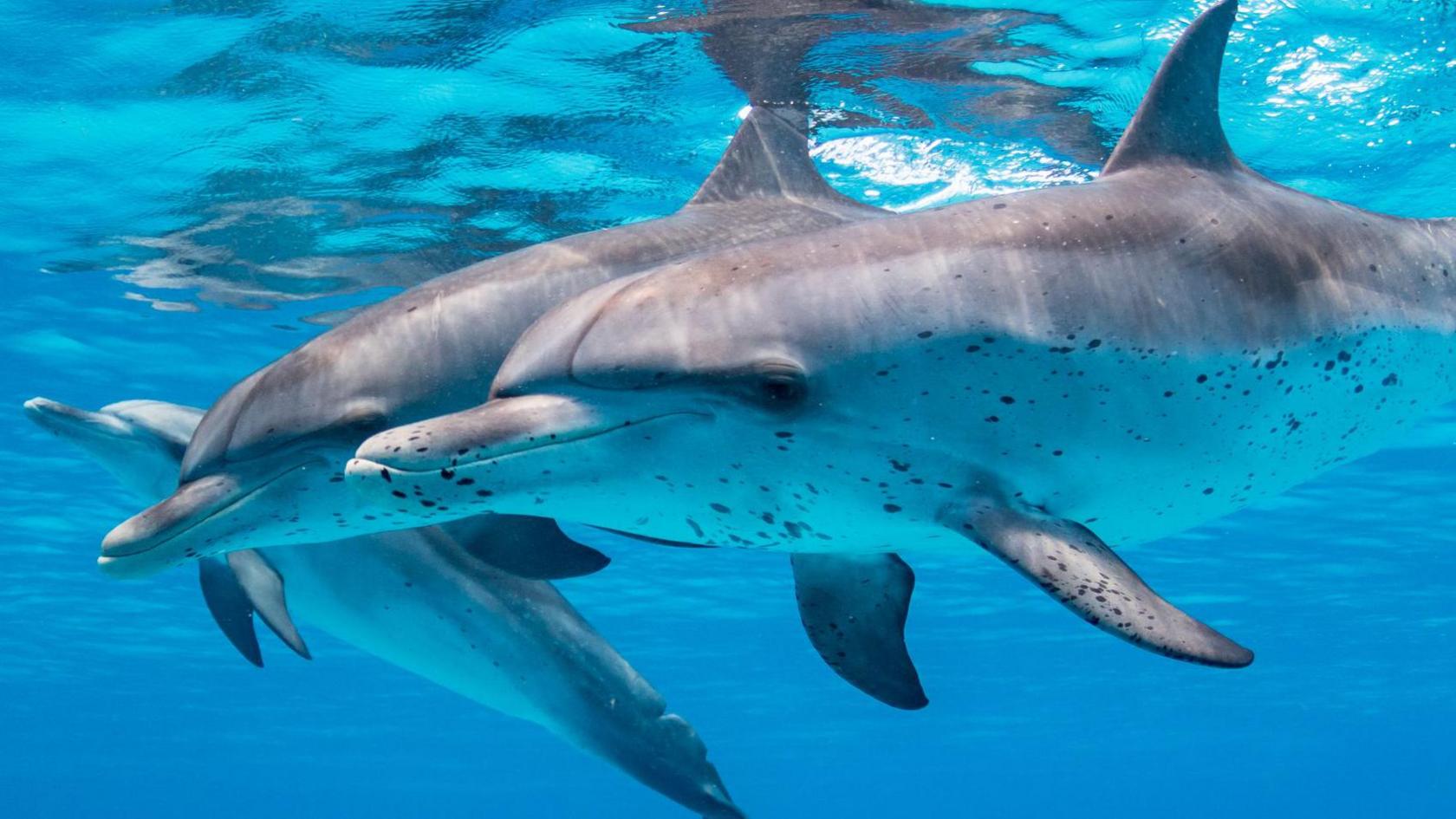 Three dolphins swimming in the sea