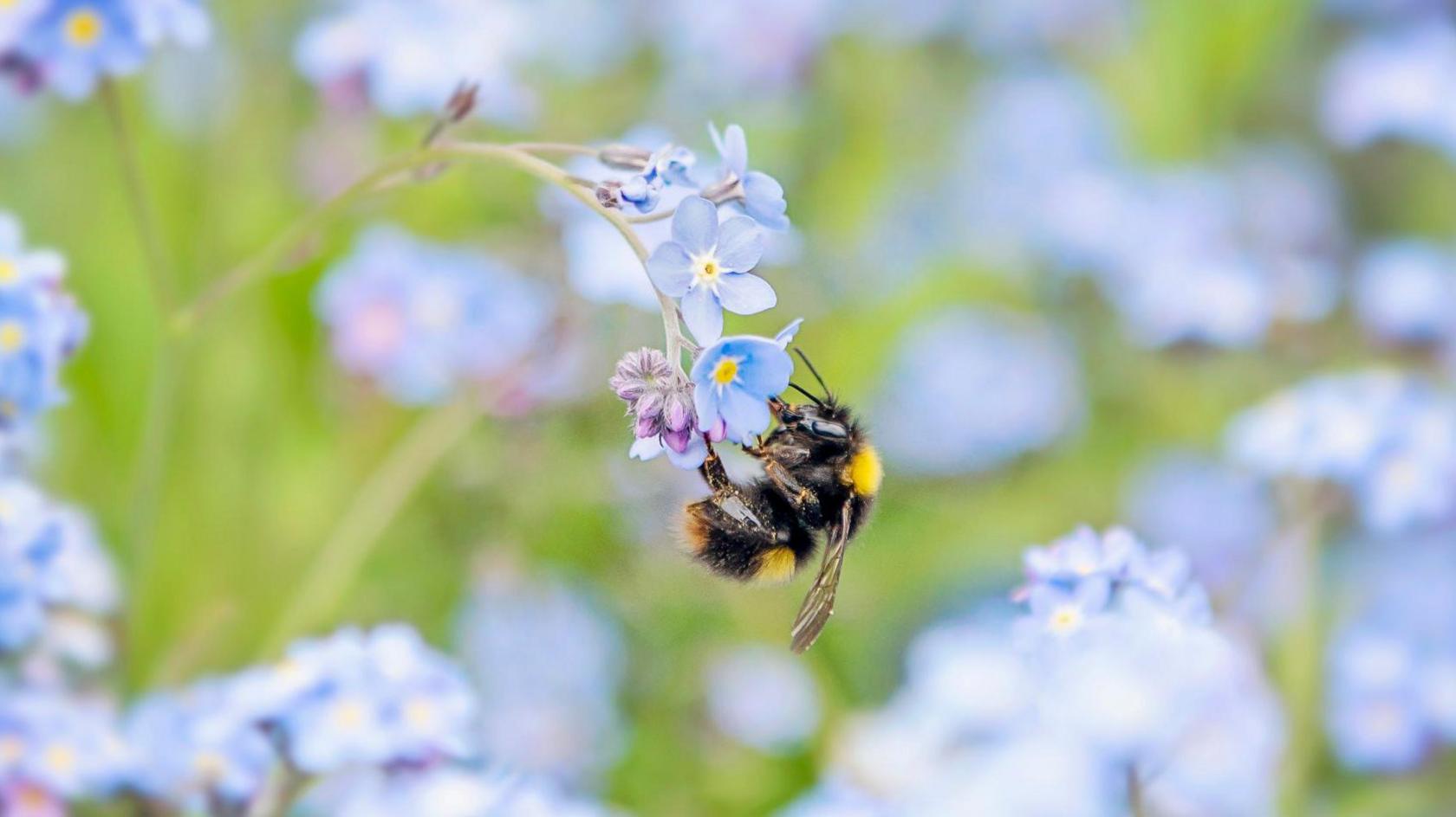 Bee on blue bell flower