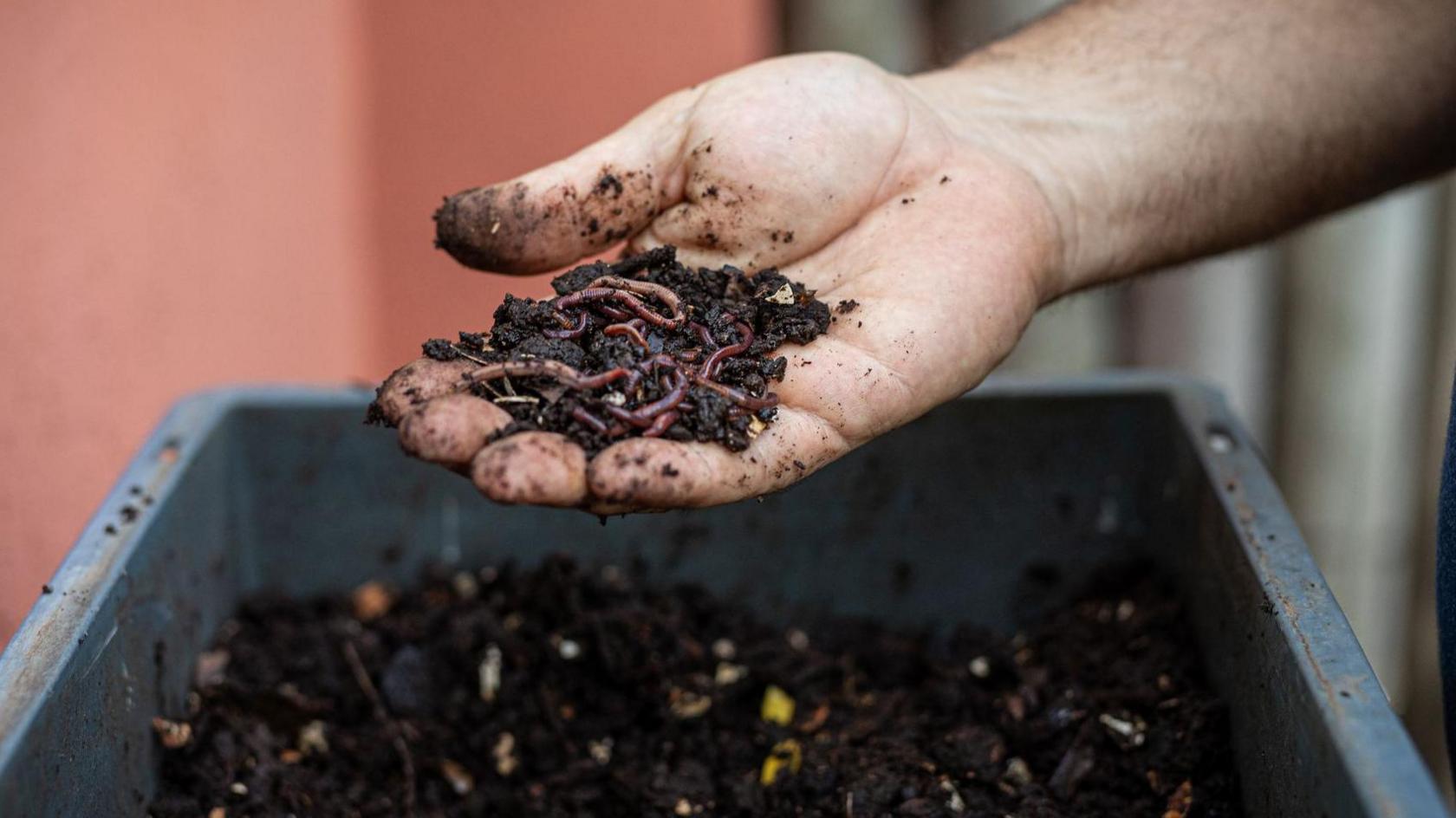 A hand holds soil full of worms and insects