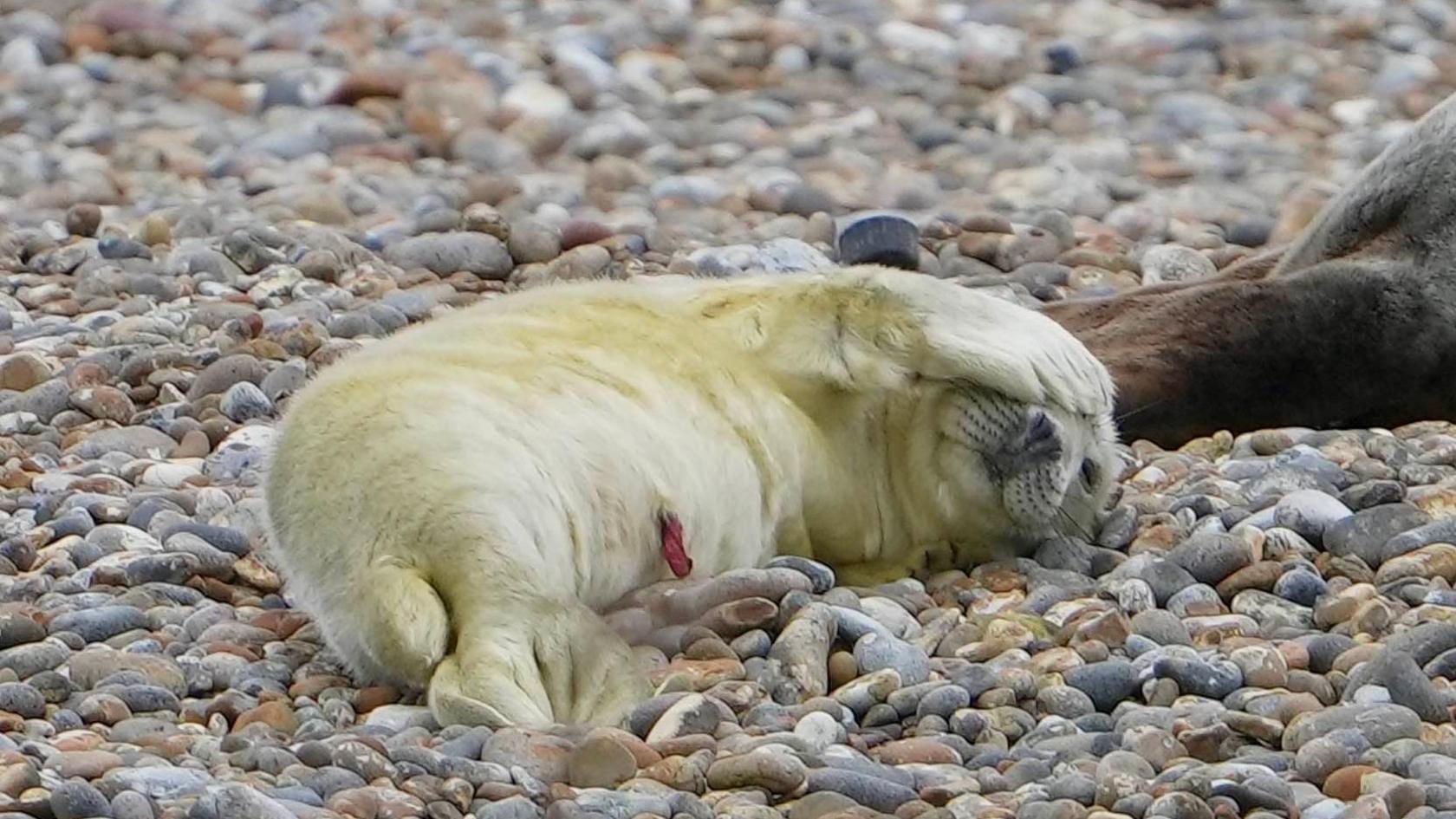 A seal pup with thick white fur is pictured lying on a shingle beach with its front flippers covering its head. The tail of an older seal is pictured to the right of the image.