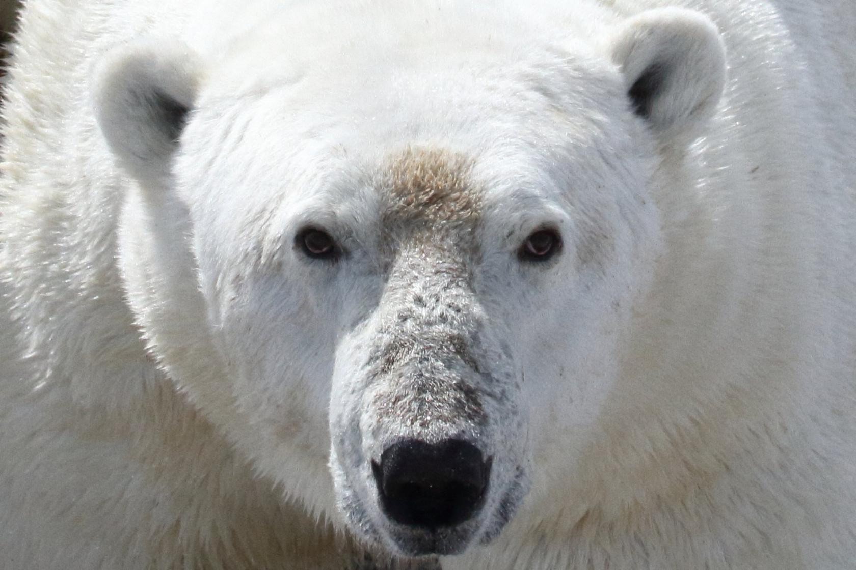 Face of a polar bear