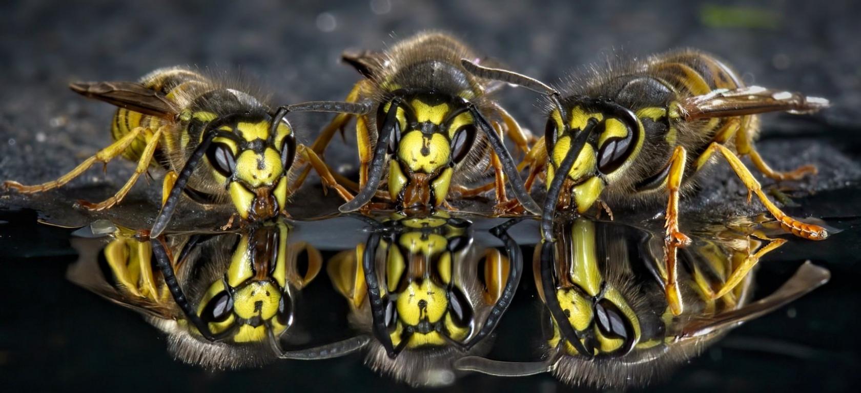 Wasps drinking.