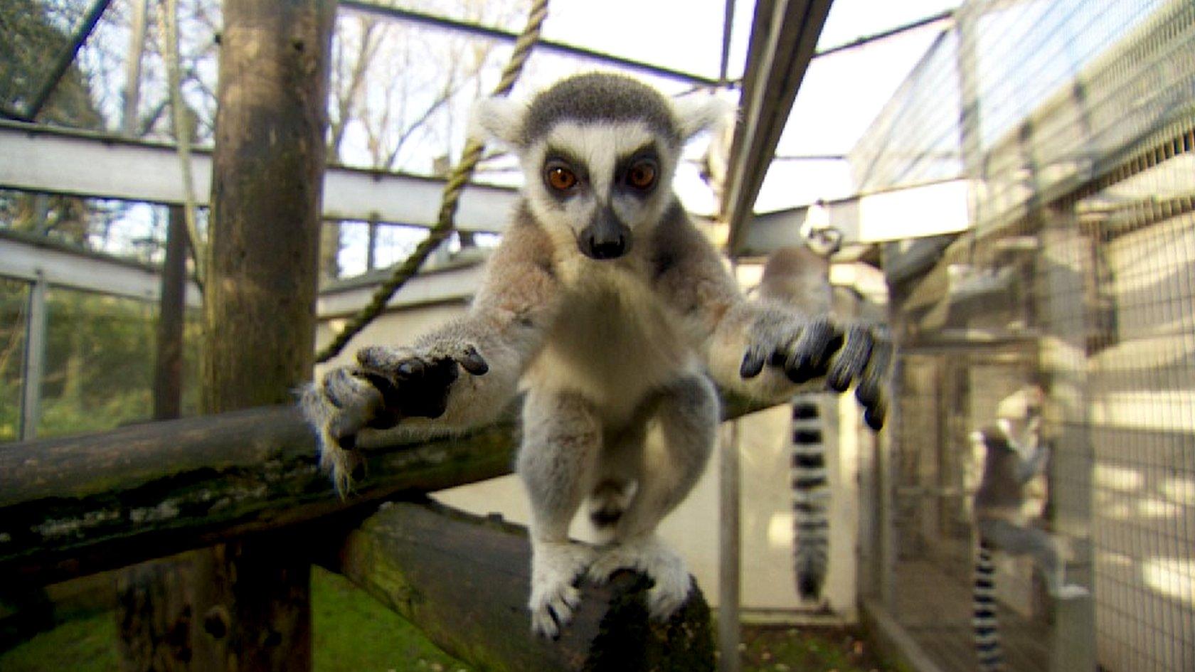 Ring-tailed lemur