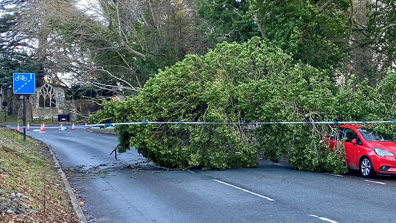 A tree fallen onto a red car