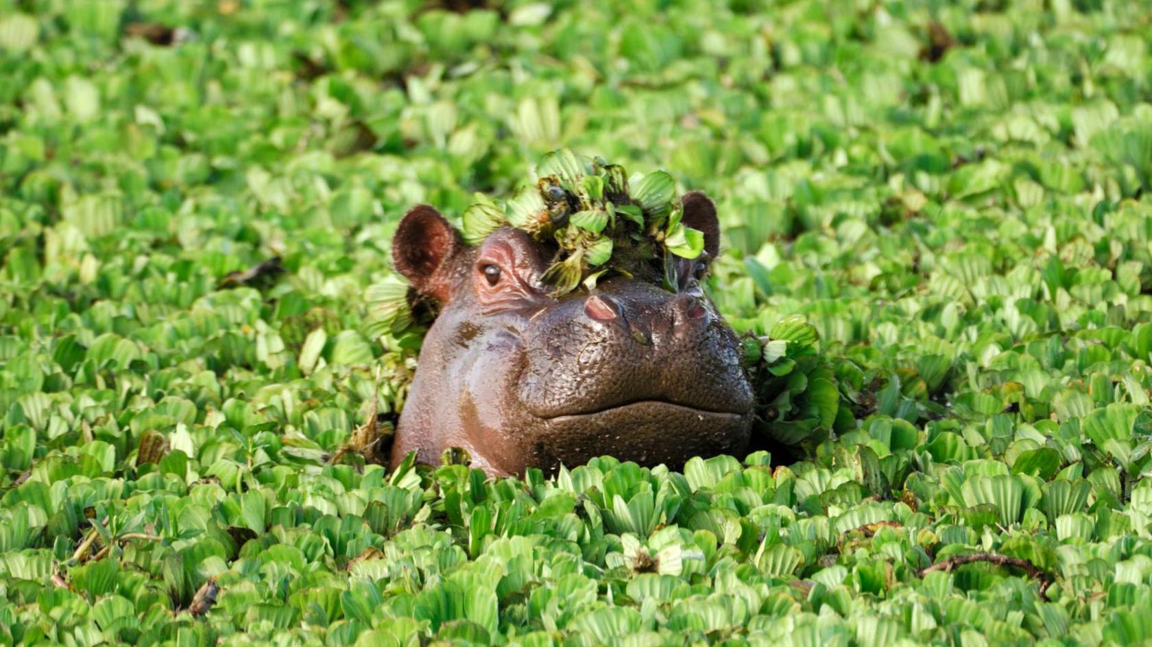 Wild hippo in Africa