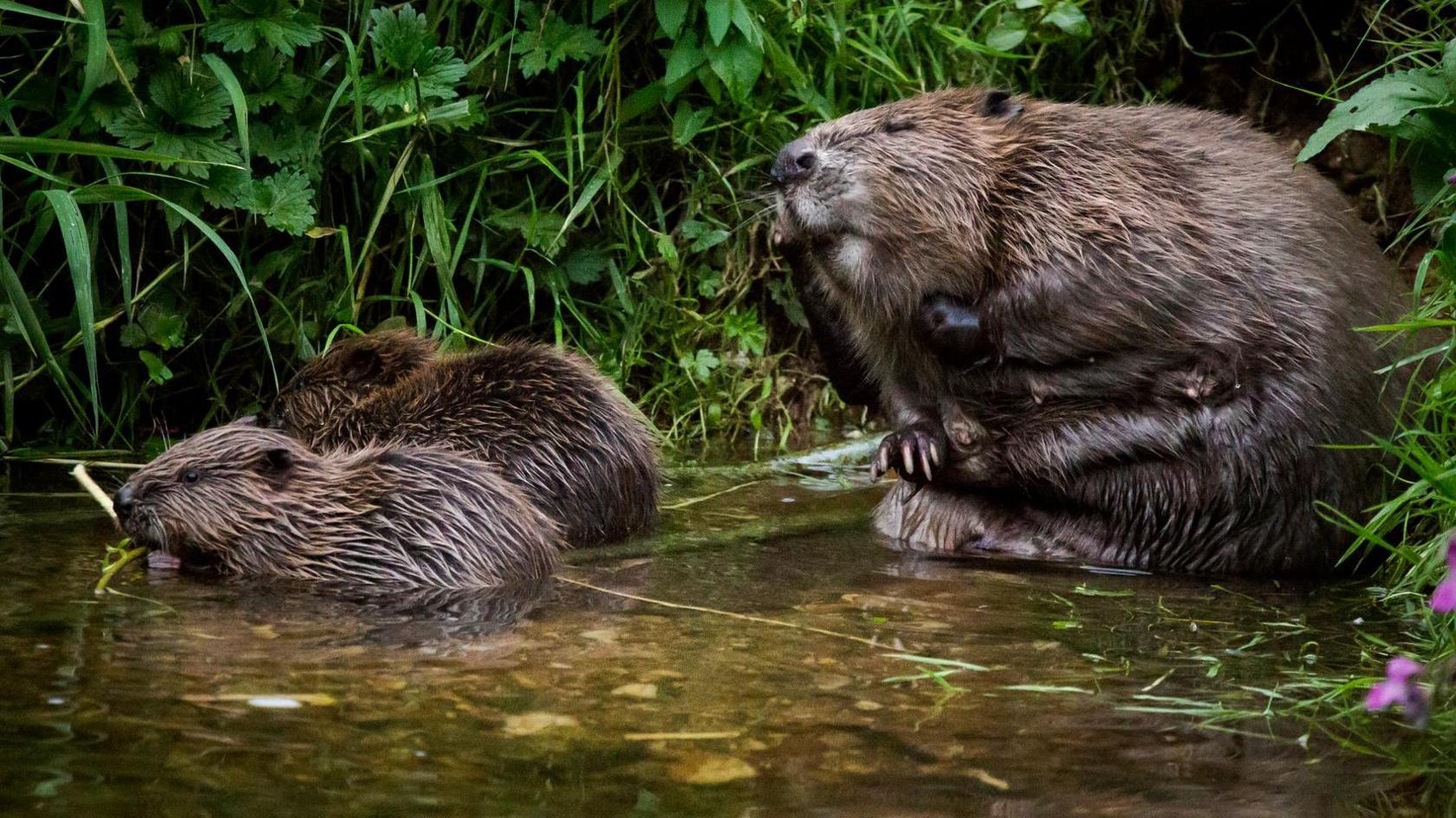 Beaver and kits at Otterton, Devon