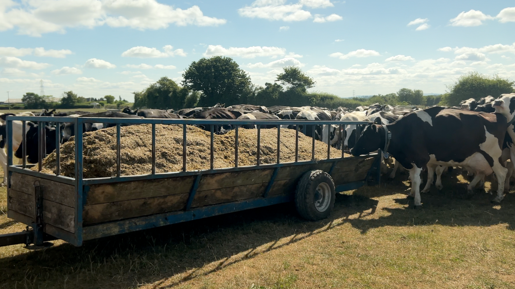 Cattle feed stood in the middle of a field with cows eating it. The black and white cows are stood on yellow grass.
