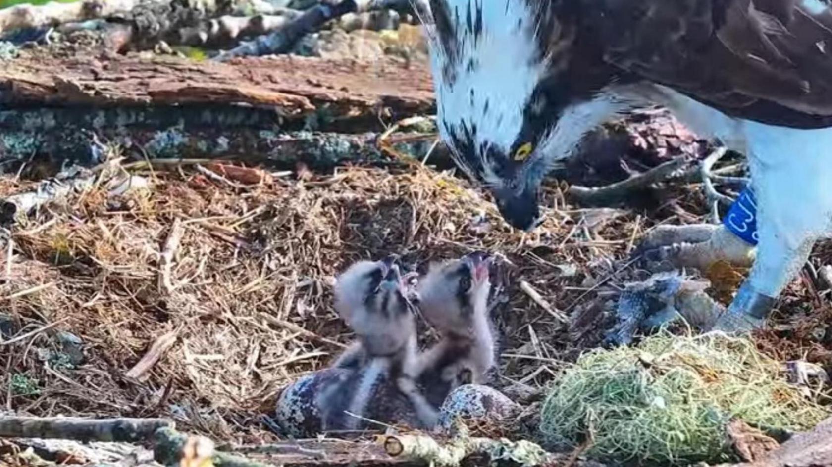 Three Osprey chicks can be seen in a straw nest with their mouths open reaching up to their mother, a large Osprey with white markings and dark brown feathers, with bright yellow eyes.
