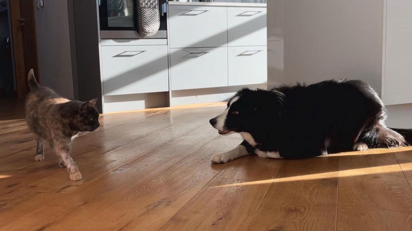 Flora walks across a laminate floor past one of the Harrisons dogs. The dog is lying on the floor.