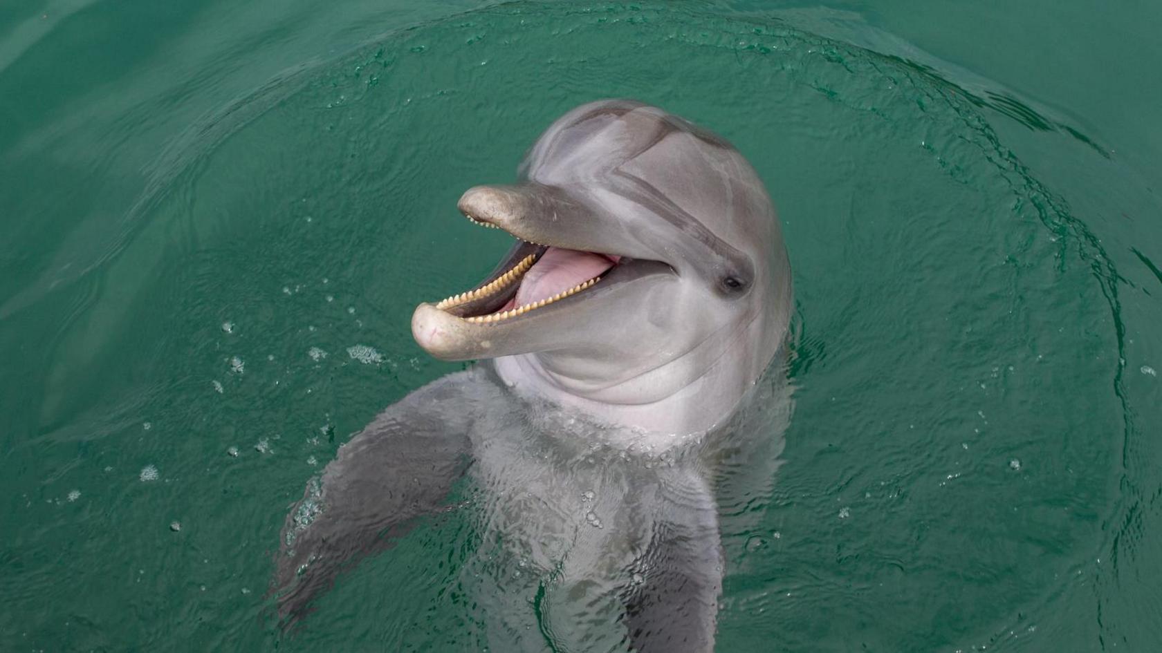 Dolphin with its mouth open