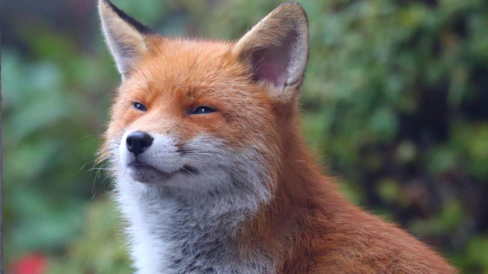 A fox with a quizzical expression