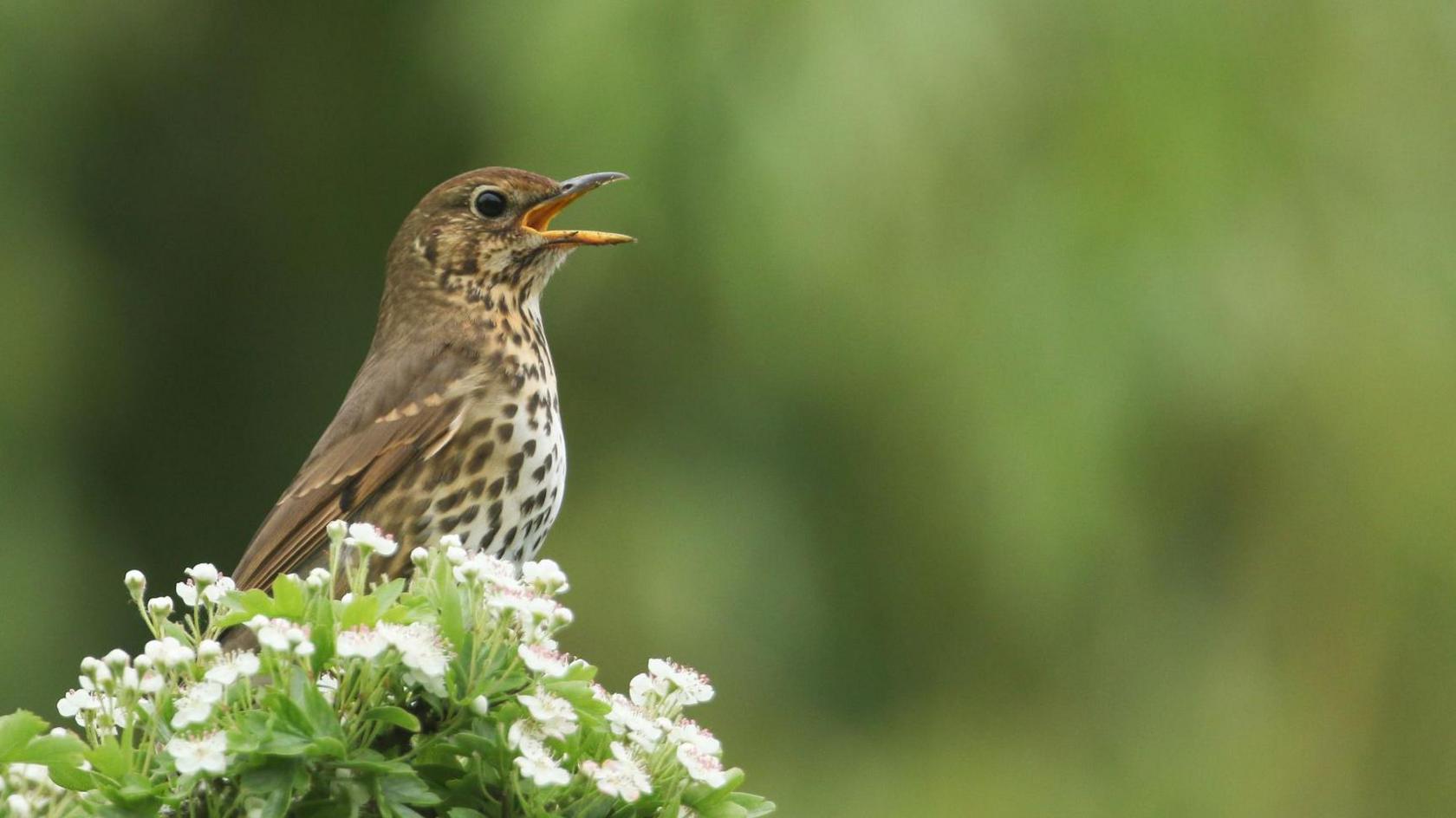 A song thrush, with spotted chest and brown wings, in song