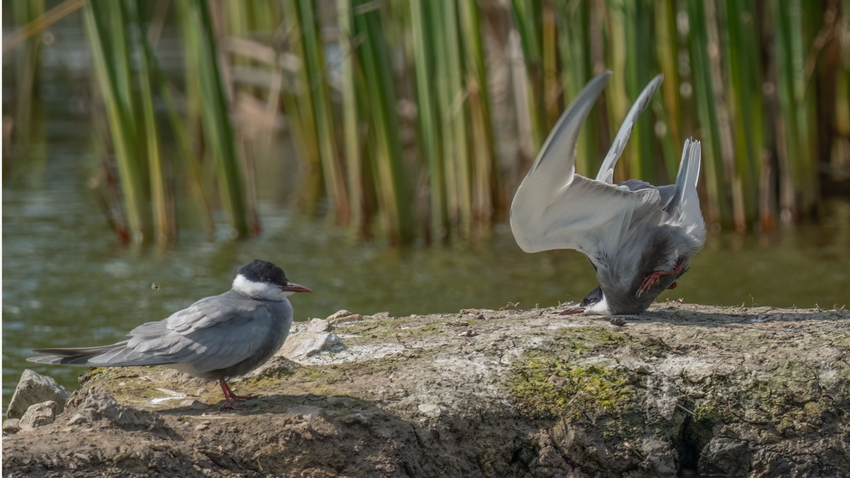 Bird crash landing onto the rock 