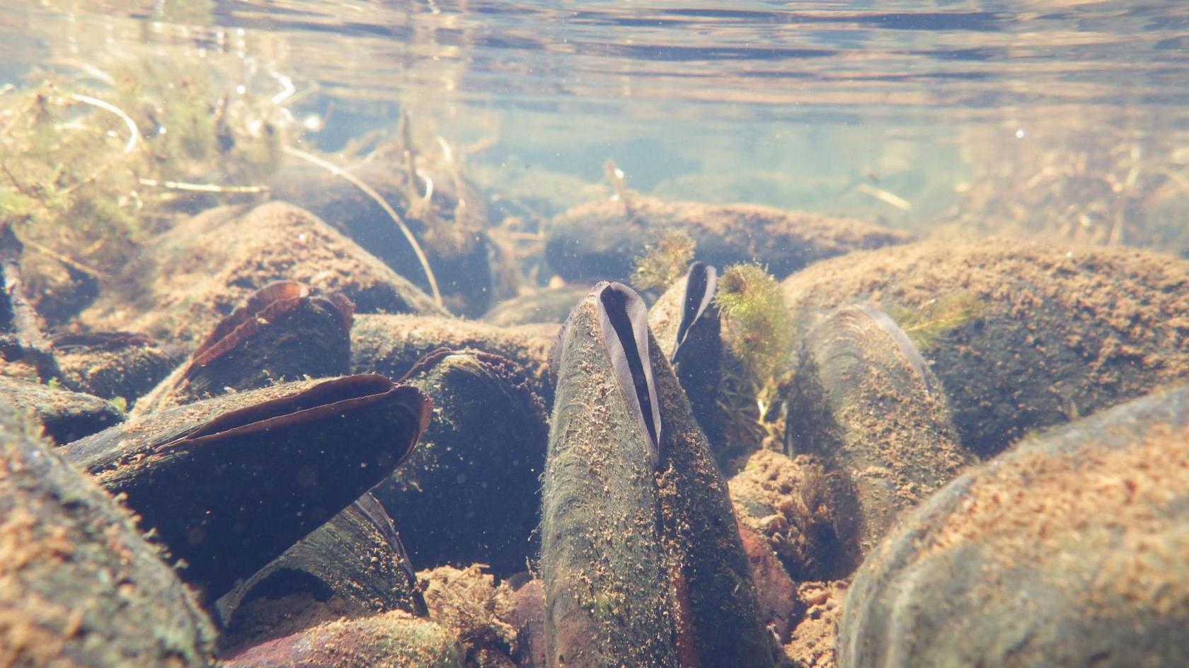 Freshwater pearl mussels