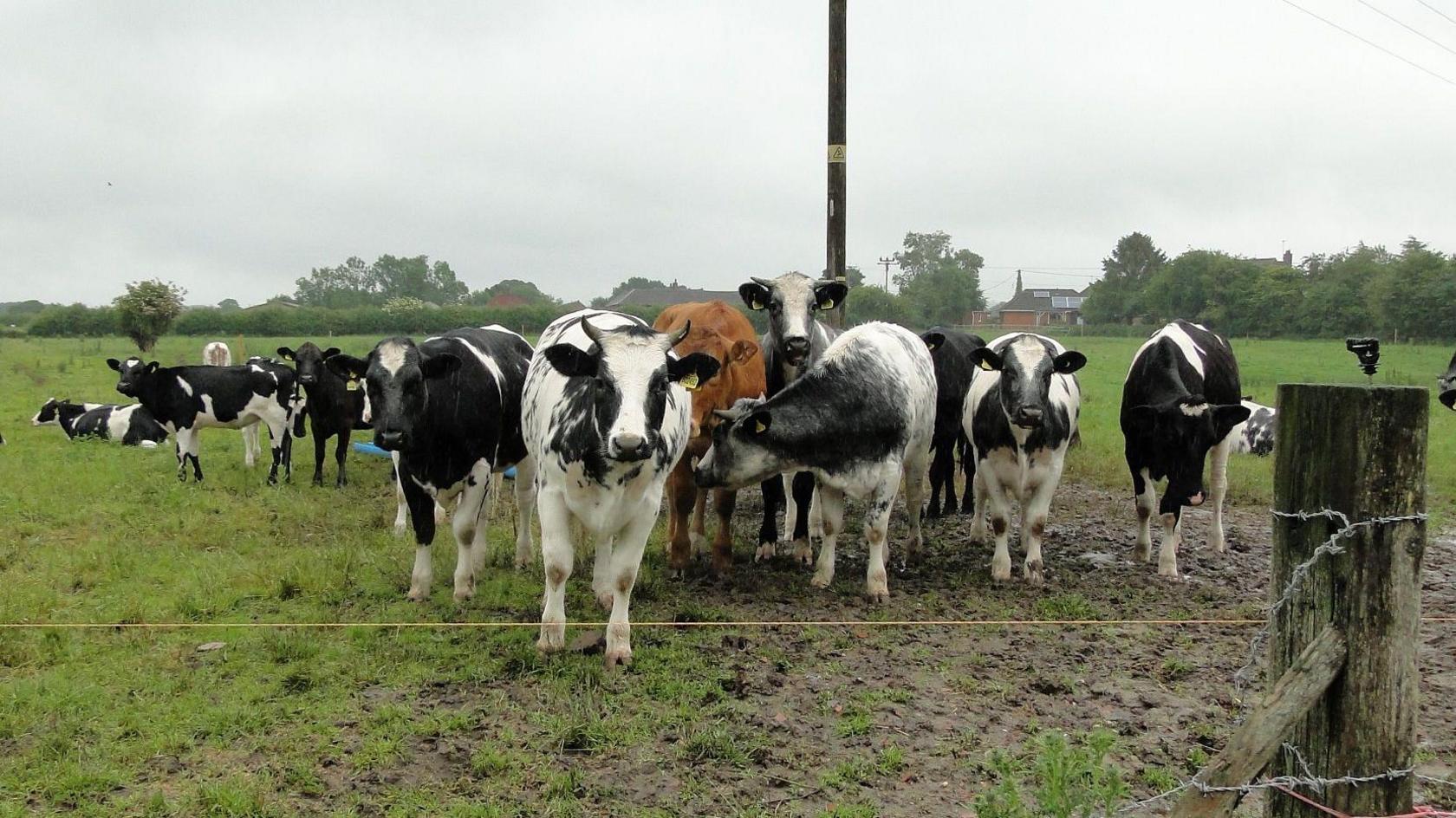 Several cows in a field