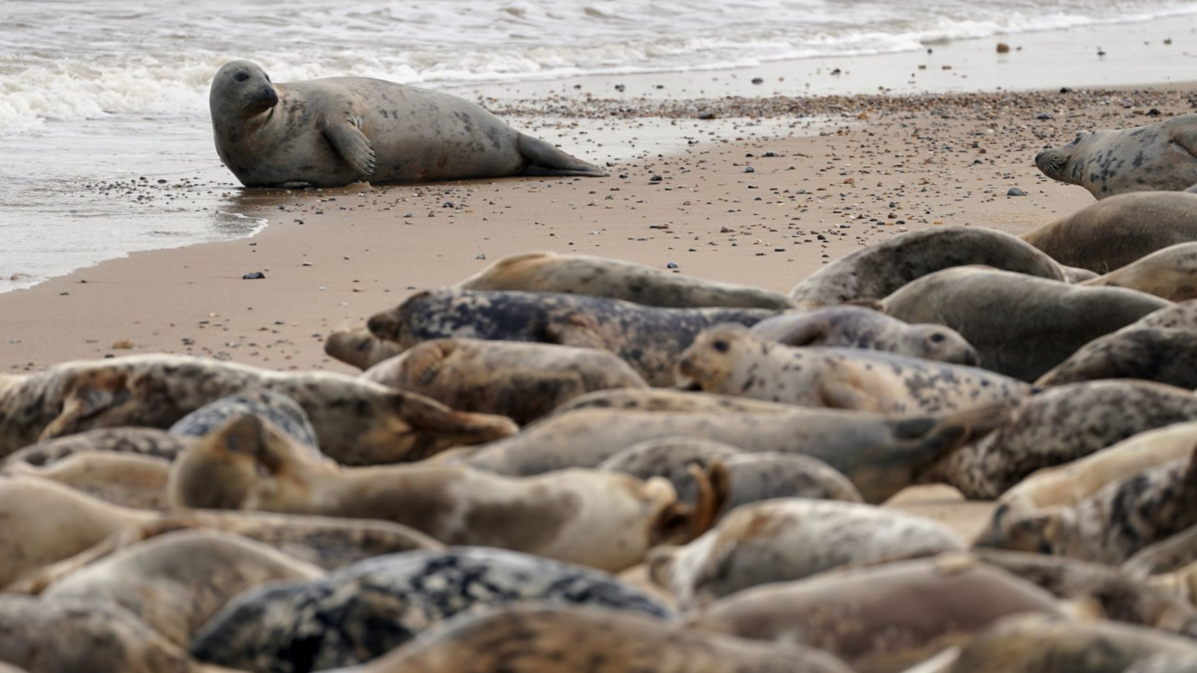 A group of seals on a beach