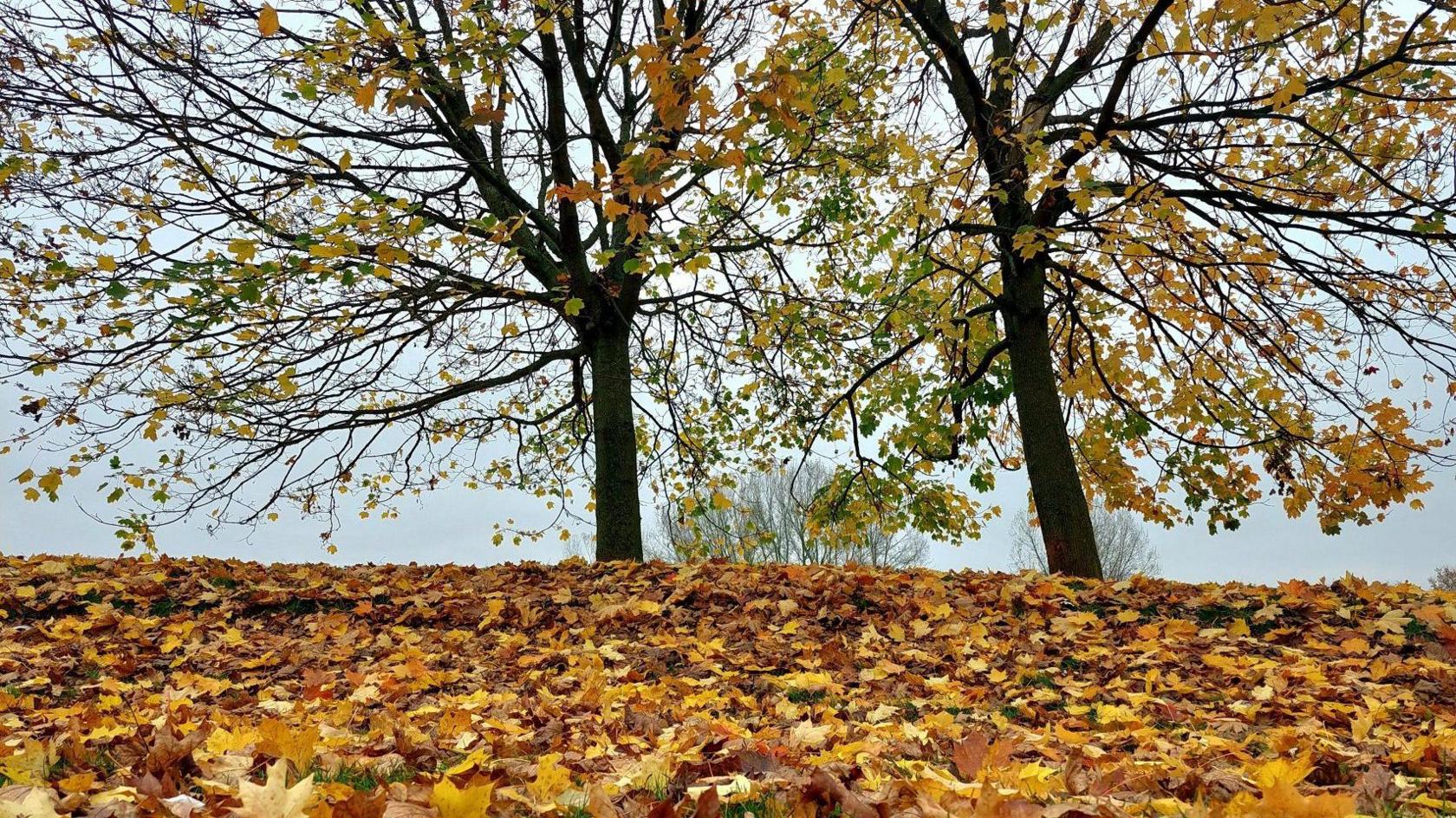 Brown and yellow leaves cover the ground with two trees behind them. The trees both have long, thin branches with some leaves still visible on them.