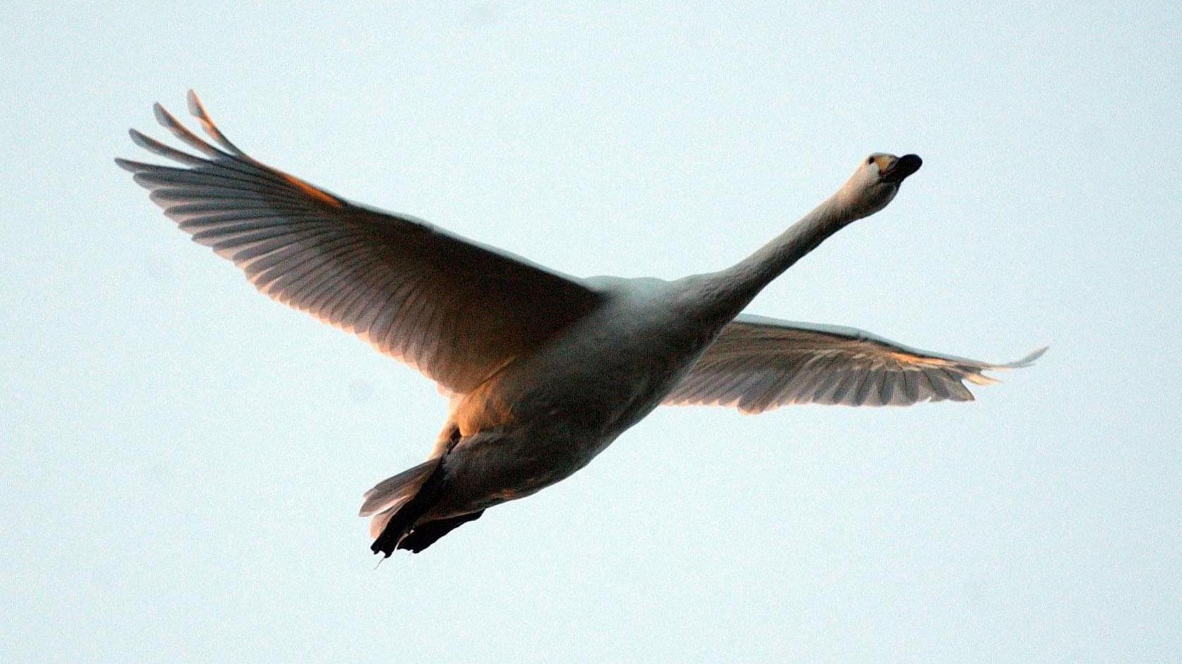 A Bewick's swan in flight