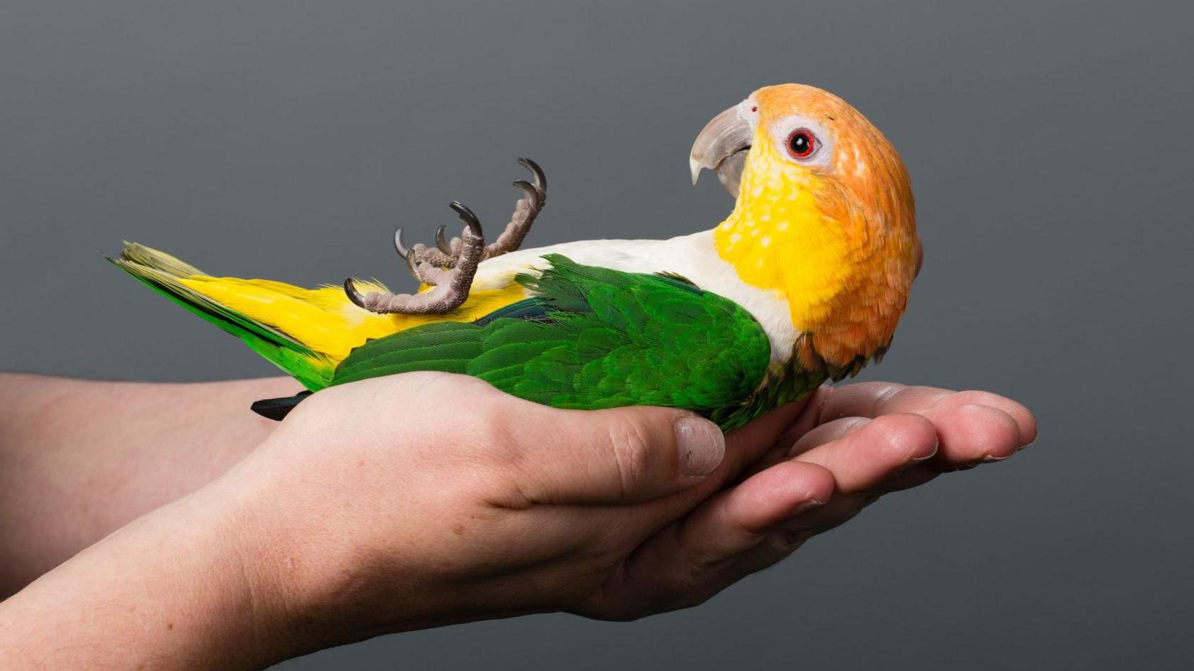 Parrot on its back in a pair of hands