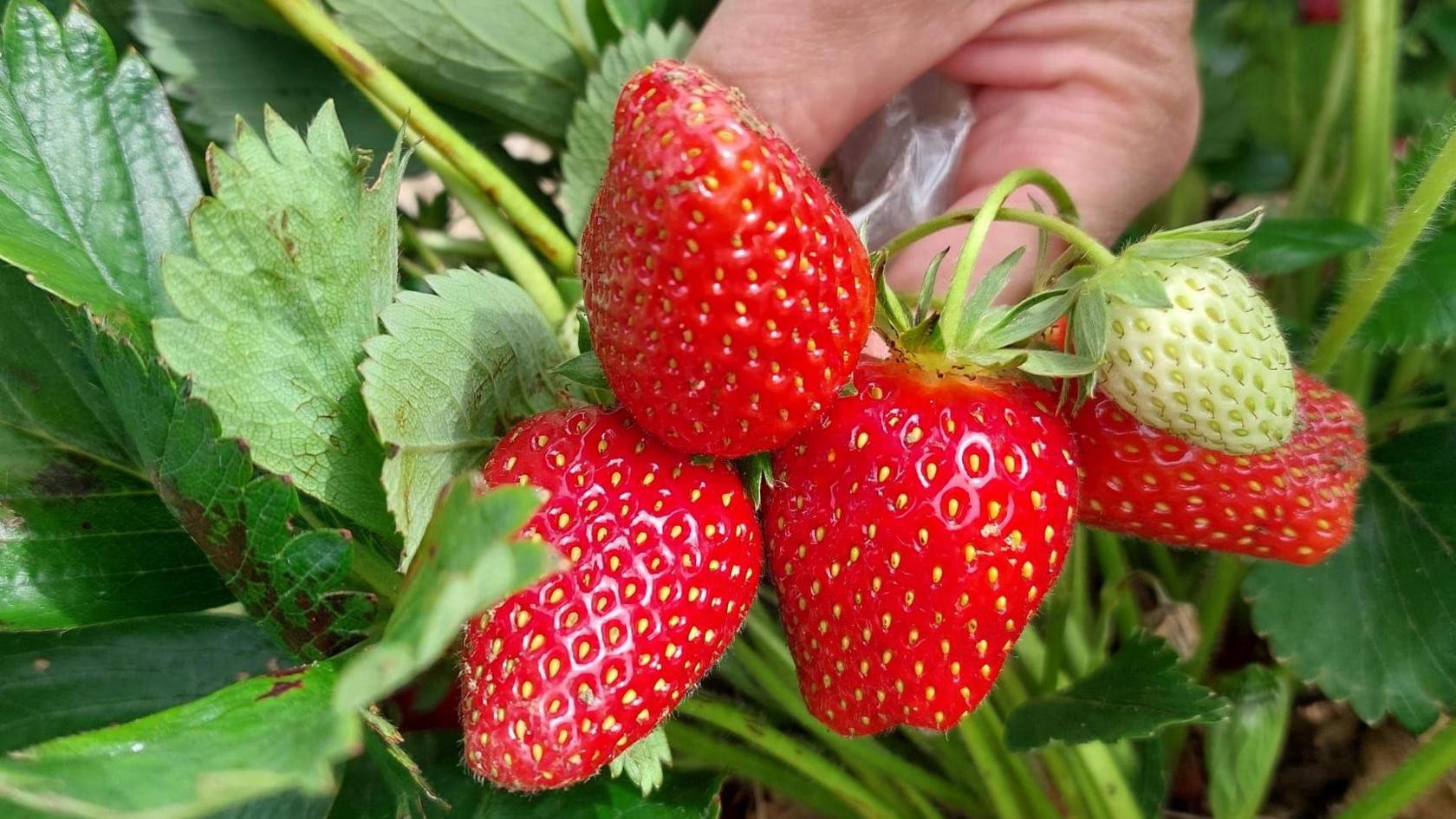 Strawberries at Hill Farm, near Peterborough