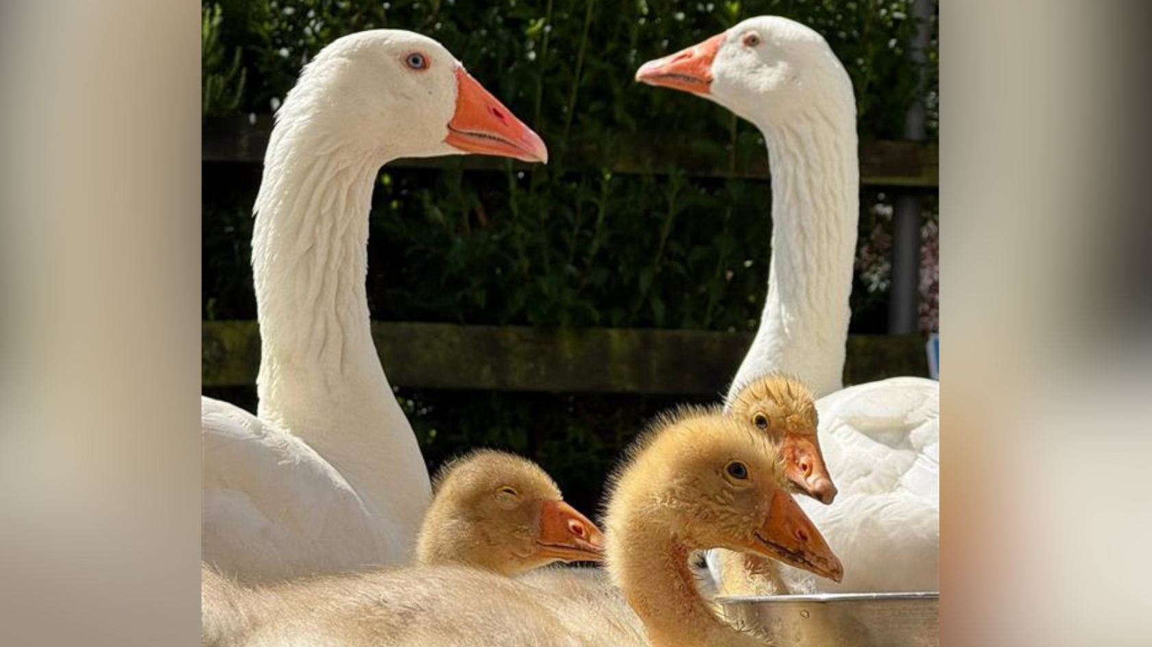 Two adult white geese with orange bills and blue eyes. They have three yellow goslings next to them and they are all on a river.