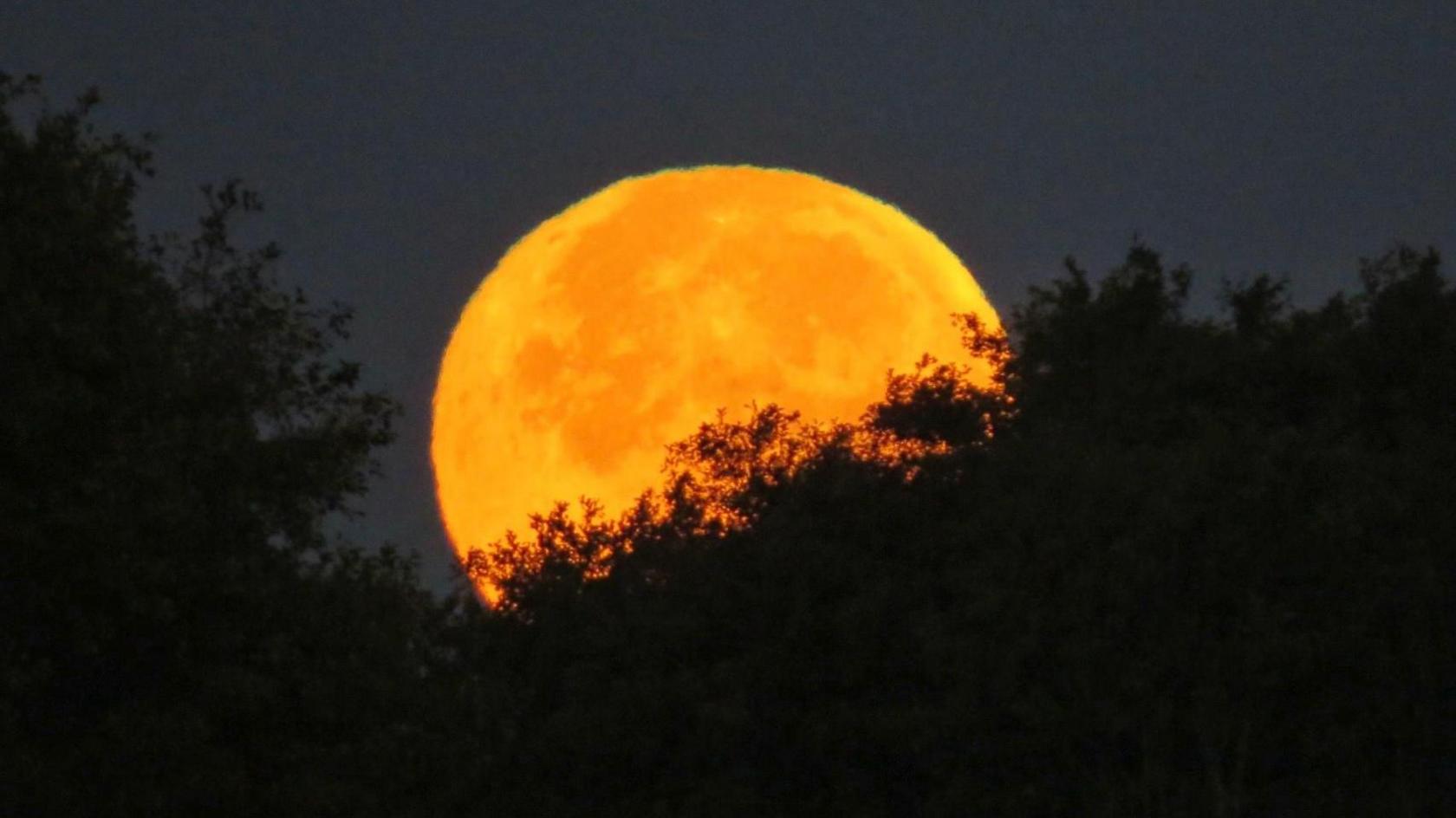 Bright orange moon on the horizon with some trees silhouetted in the foreground