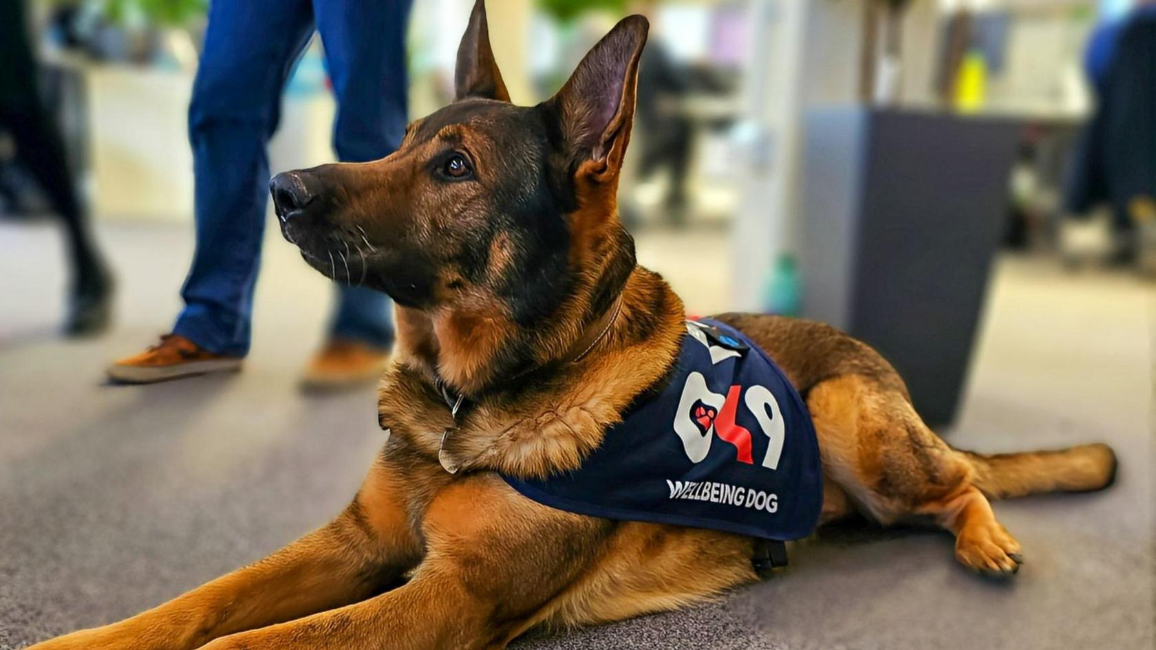 Bear, a German Shepherd dog, wearing a blue jacket with a Wellbeing Dog logo on it, is lying on the ground