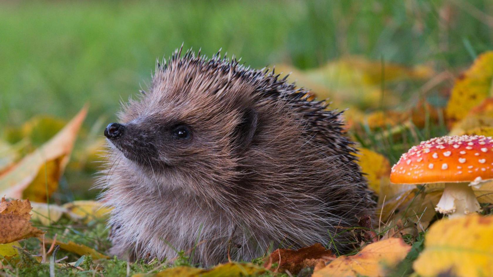 Hedgehog