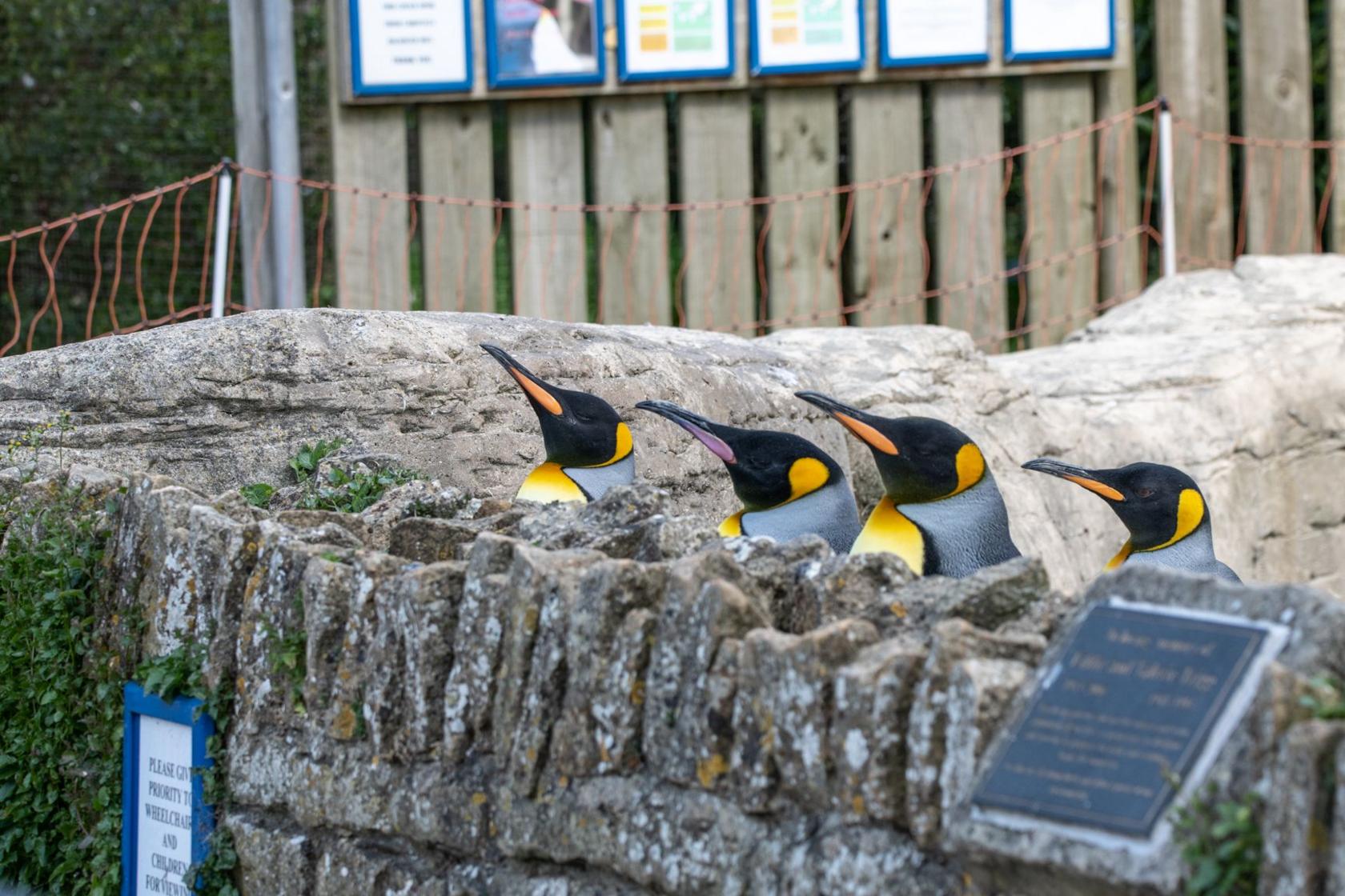 The heads of a row of penguins are visible behind a stone wall. The penguin enclosure is behind them and there are a number of information panels.