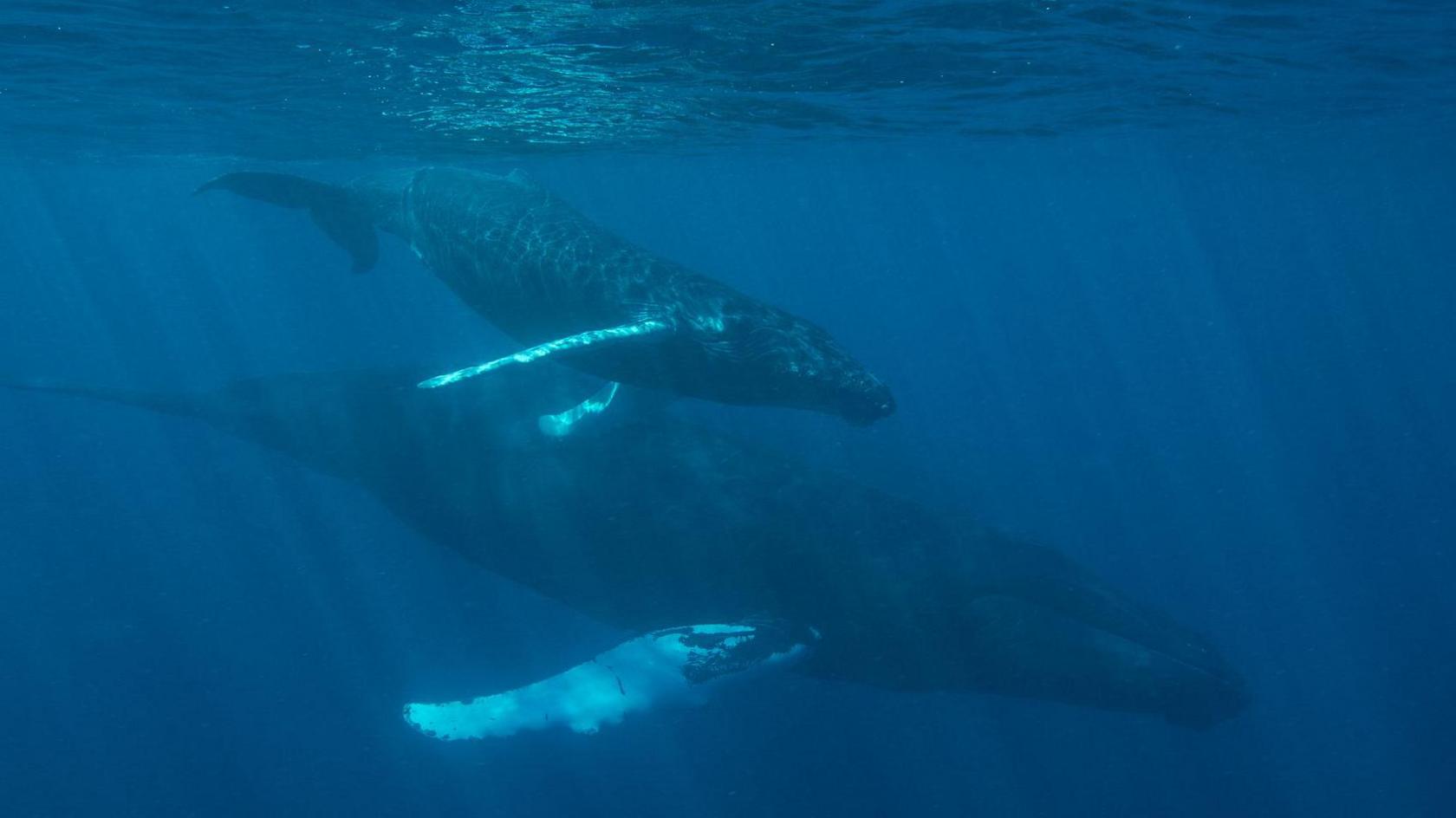 Two humpback whales swimming underwater