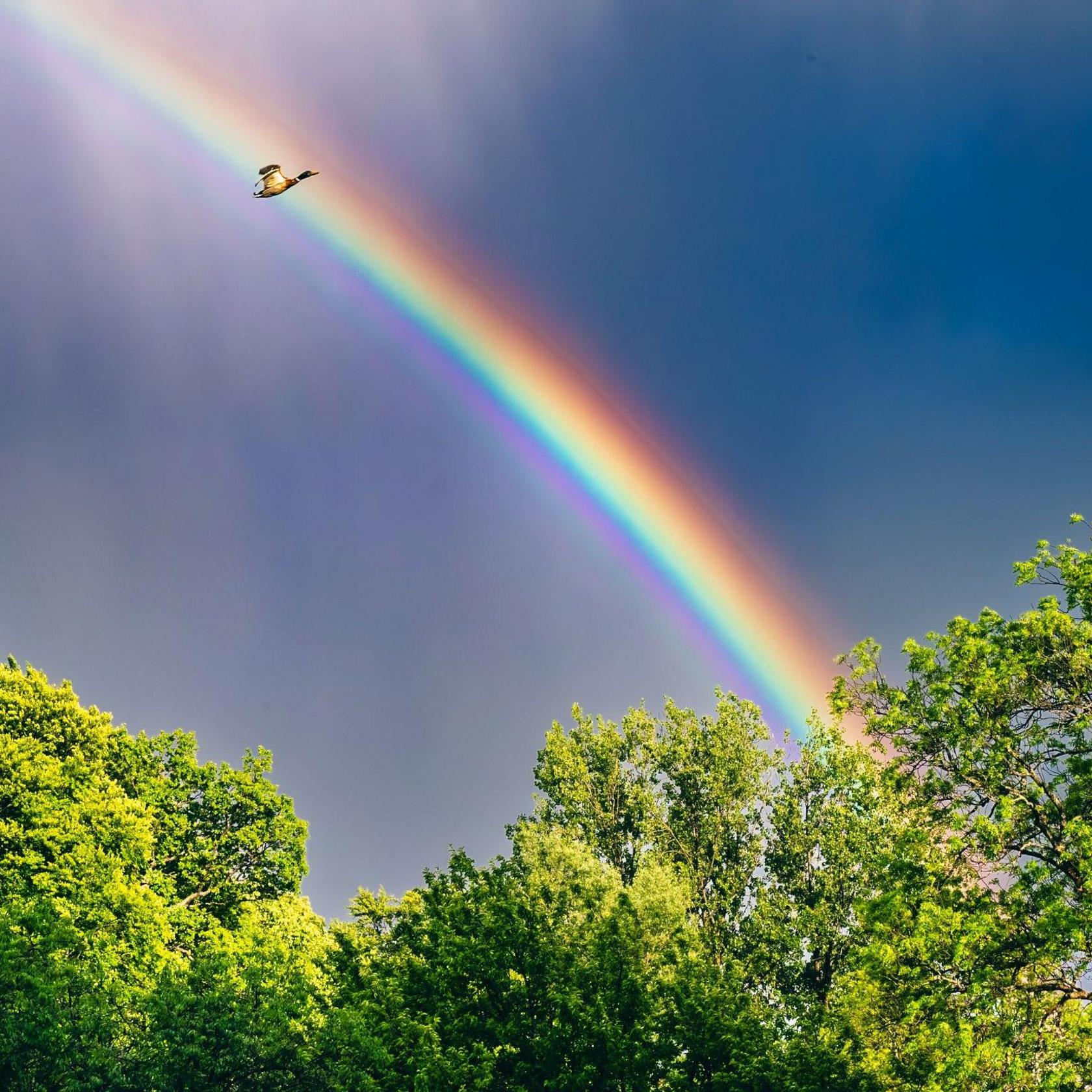 Duck flying in front of a rainbow as it forms an arc over trees.