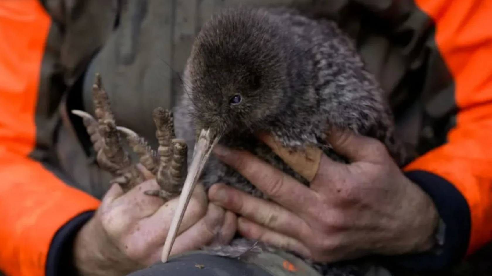 Dwarf Kiwi in hands of conservationist