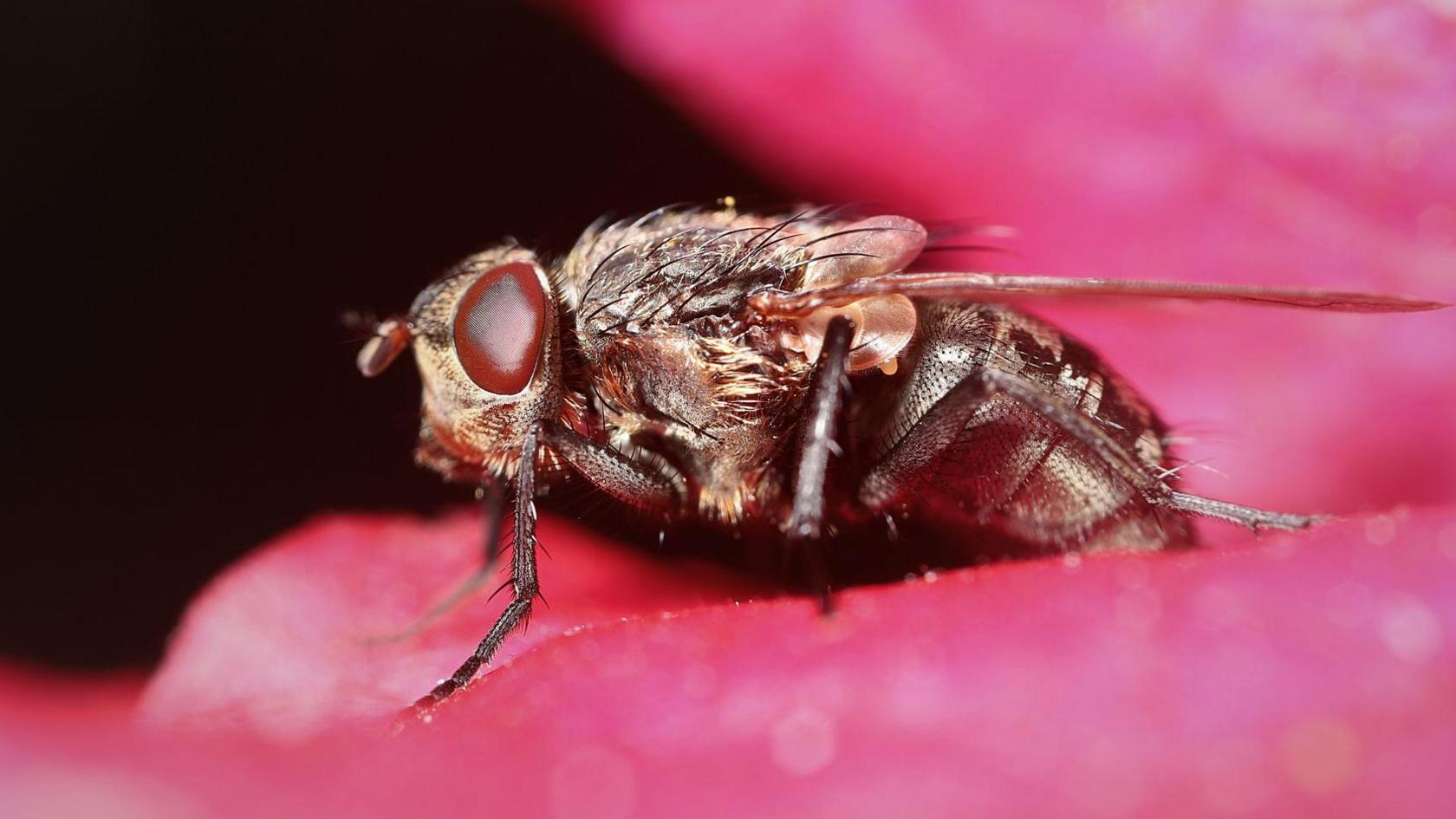 A cluster fly with large brown eyes sits on a pink flower.