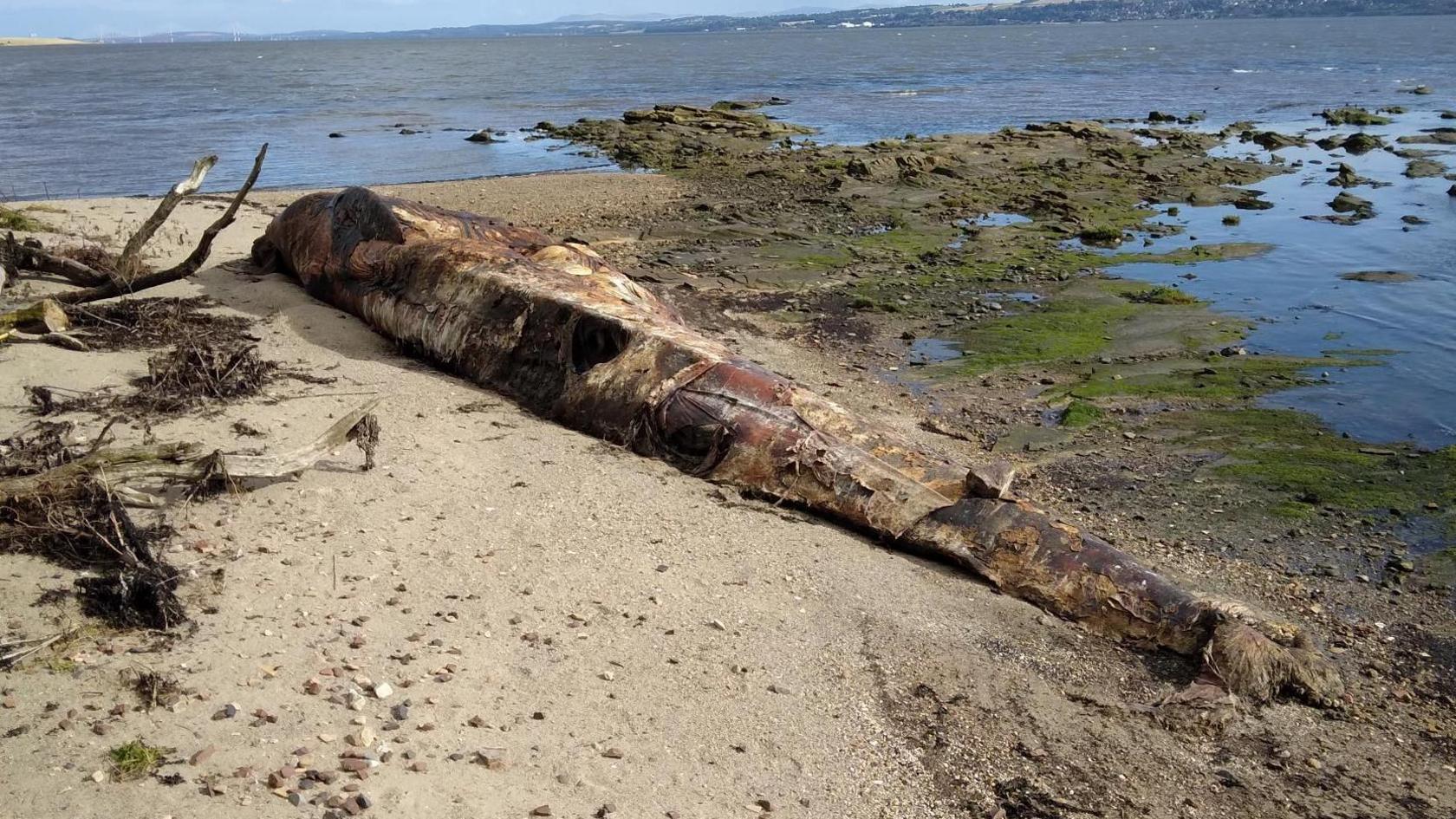 Large brown-coloured whale carcass on the shore next to the sea.