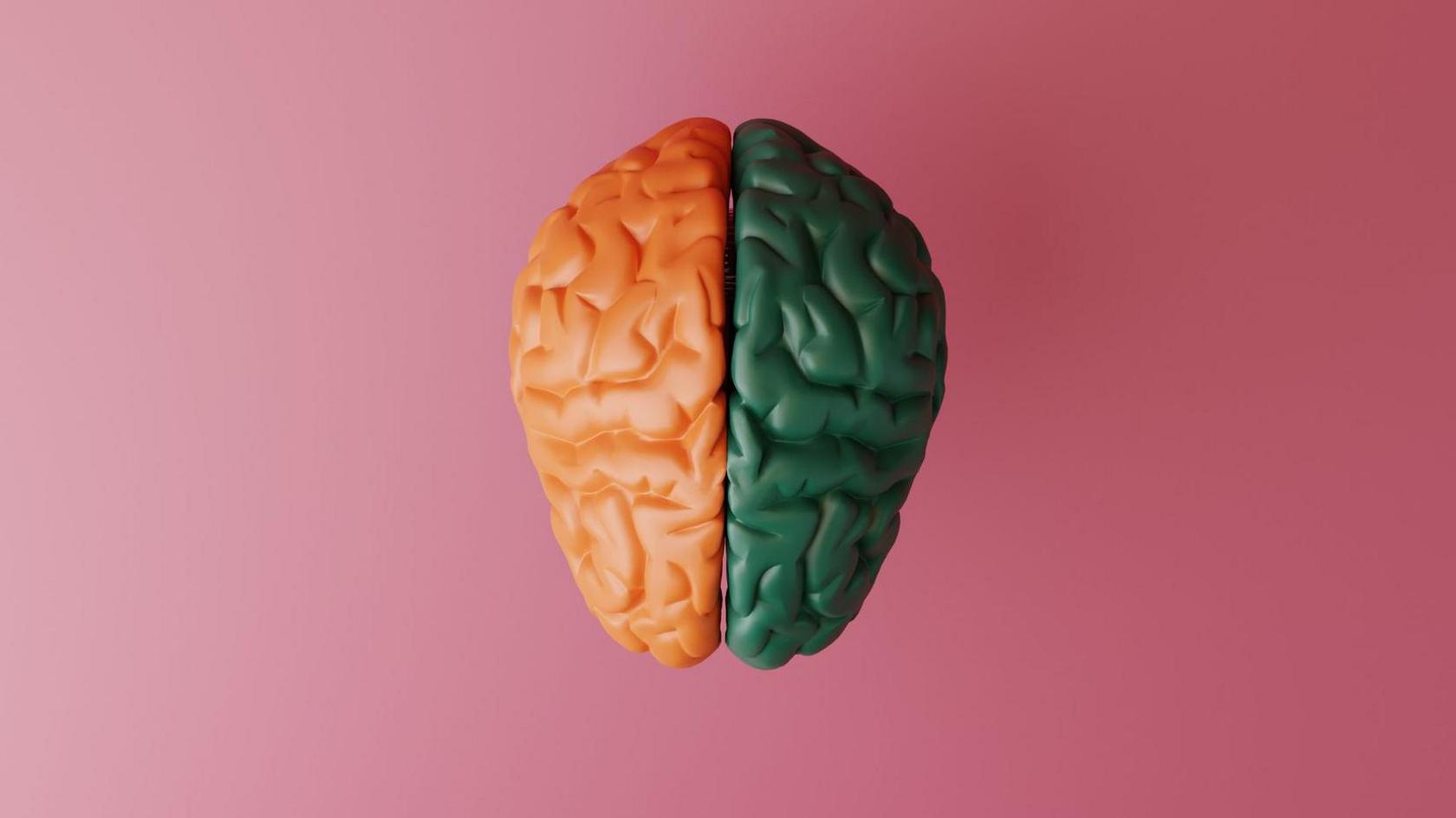  a picture of a brain split into two colours