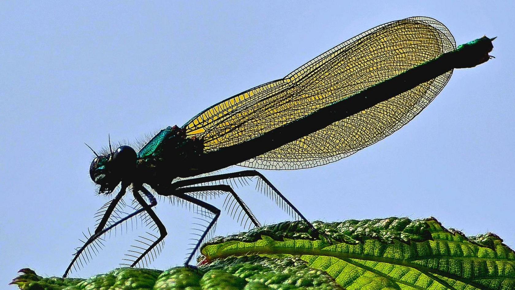 A blue-green dragonfly sits on a leaf with bright blue sky behind it. The sun is shining through its wings showing their delicate structure