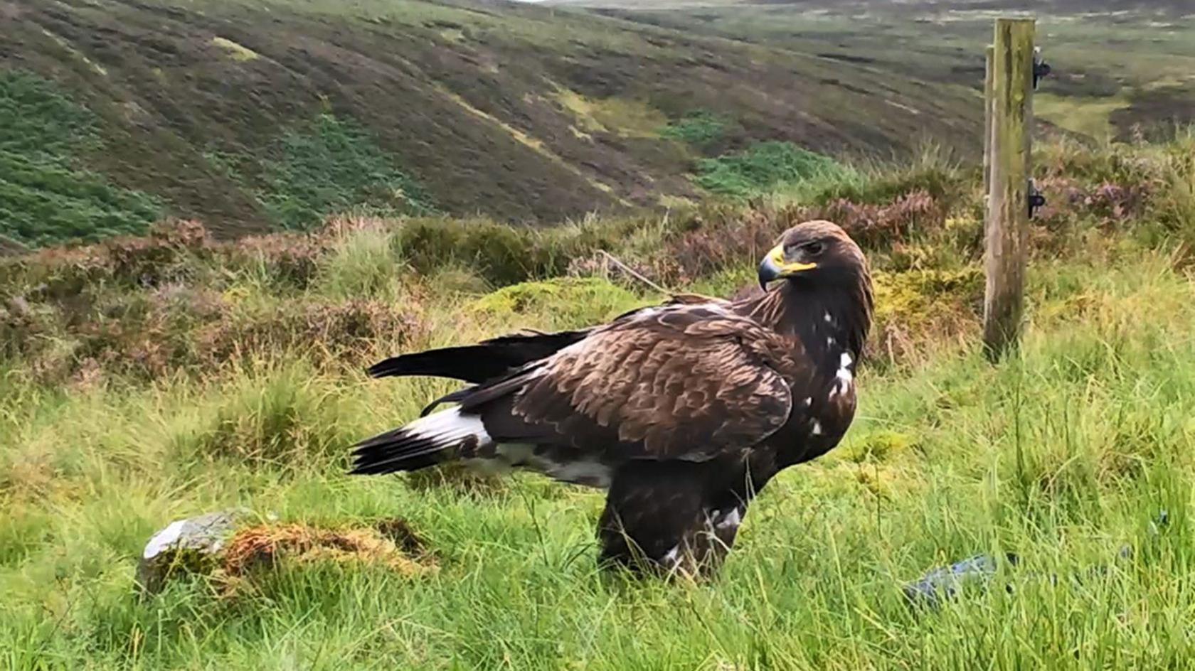 A fully-grown golden eagle standing on rough grassland with heather-covered hillsides in the distance