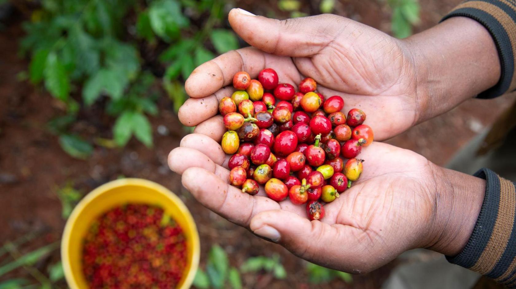 A person hold bright red coffee beans in their hands 