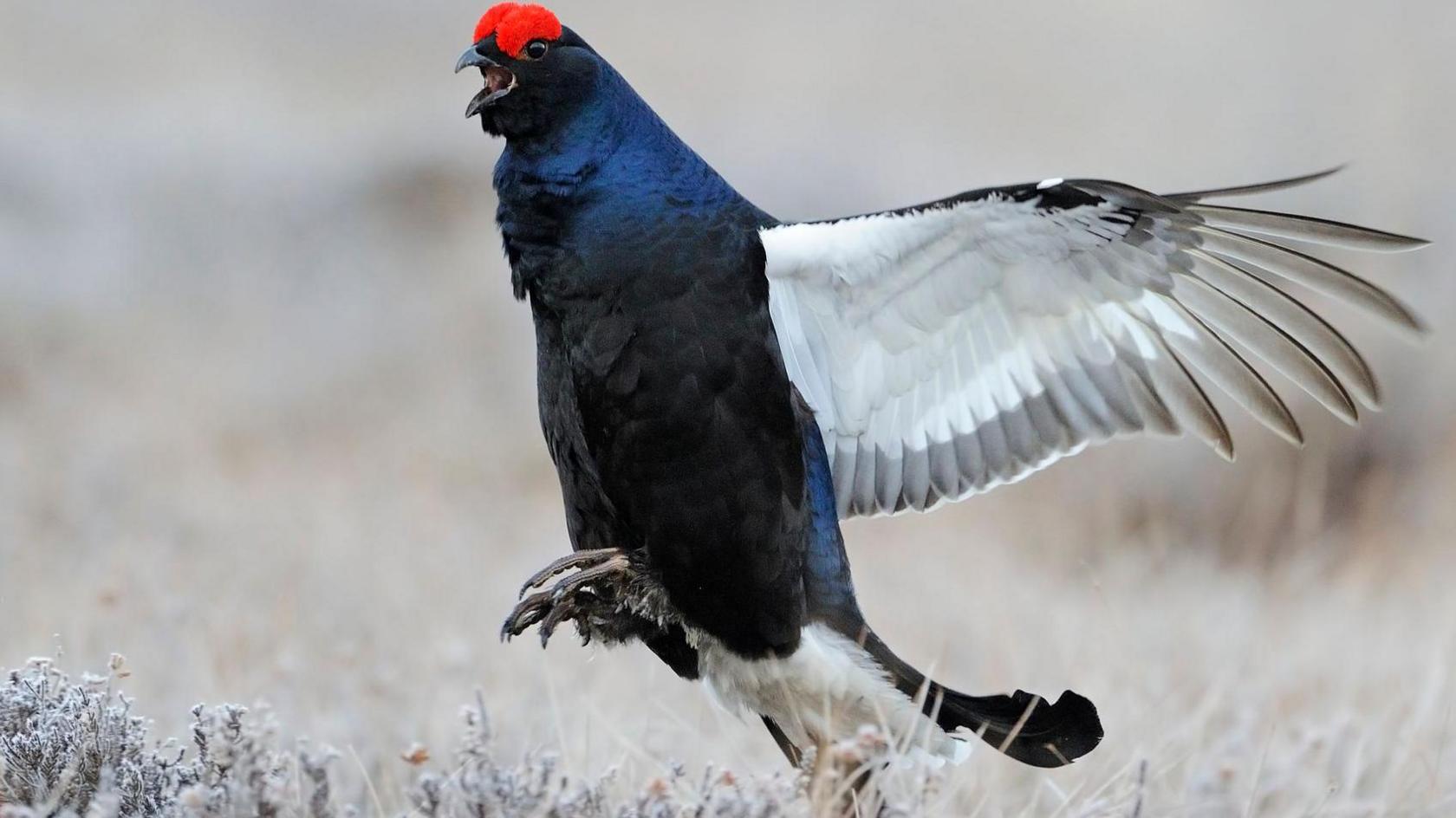 Black grouse