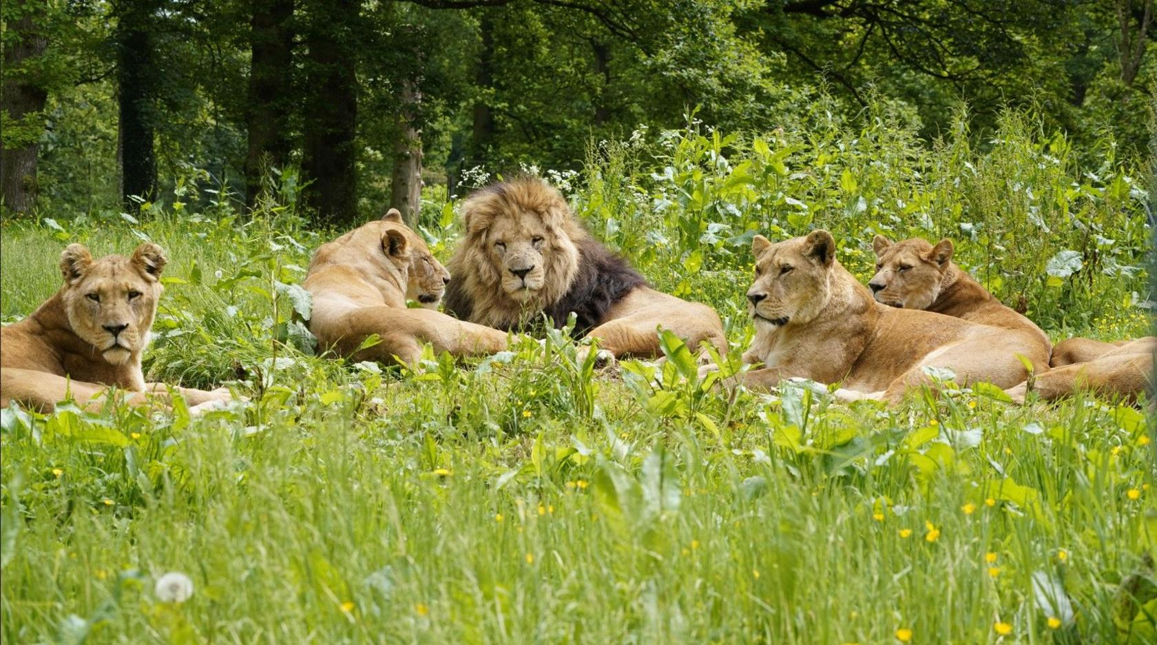 I was chased by the lions of Longleat Safari Park' - BBC News