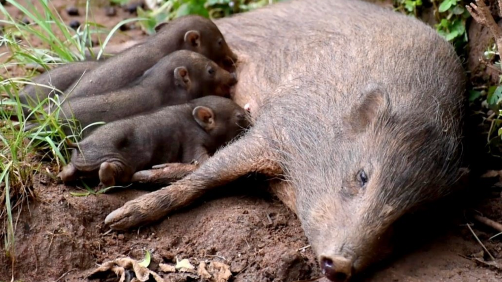 The mother pig laying on its side on the right feeding its young. There are four small brown pygmy pigs feeding from its stomach. The animals are on mud wit patches of grass.