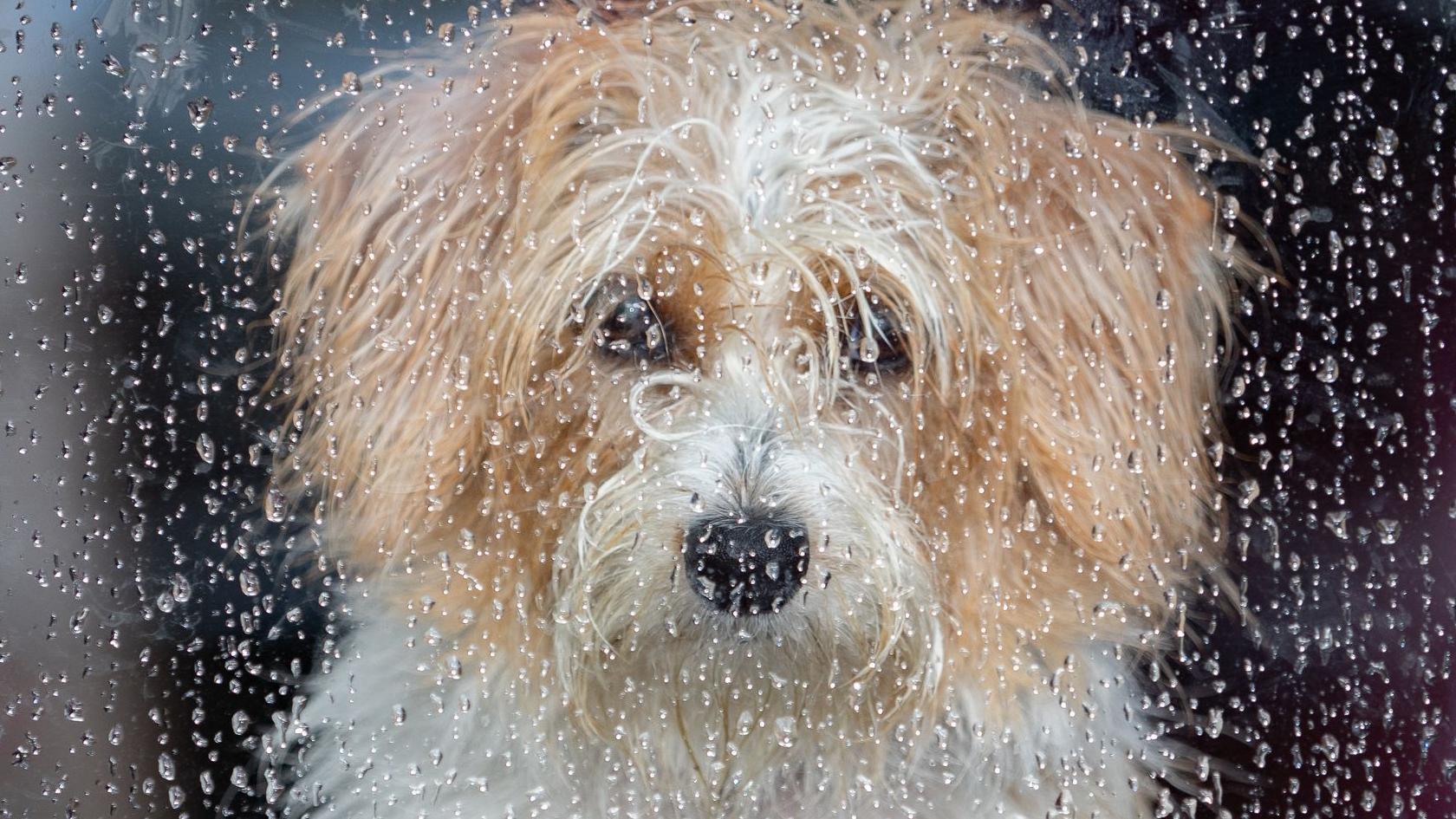 dog behind a wet window