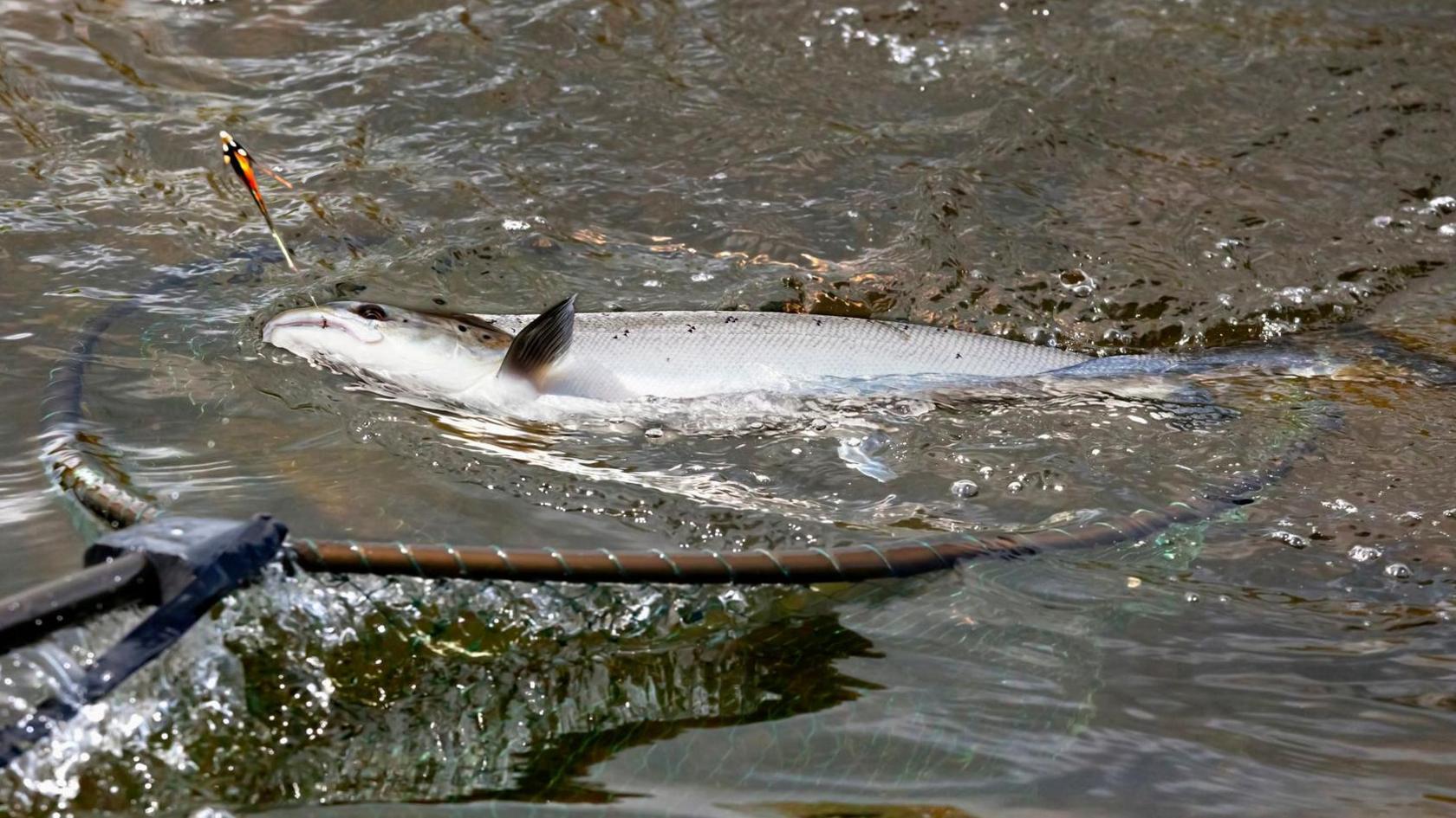 An Atlantic salmon caught on a hook is brought into a net on the River Tweed