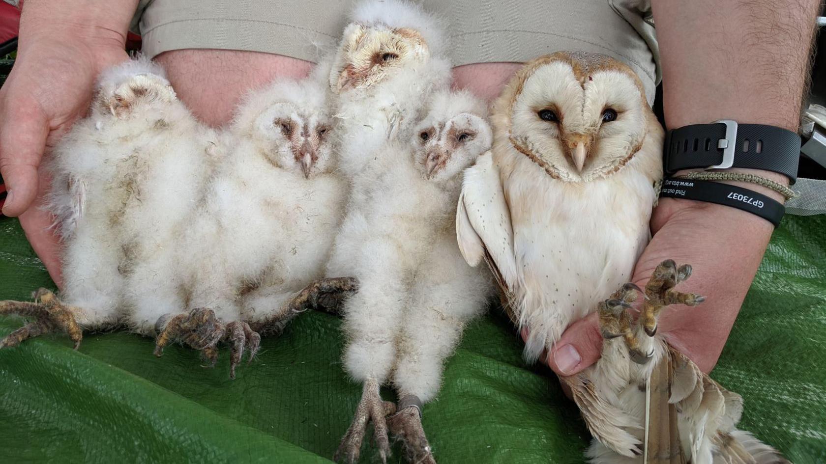 Four barn owl chicks with white down, and a larger barn owl are held by volunteers.