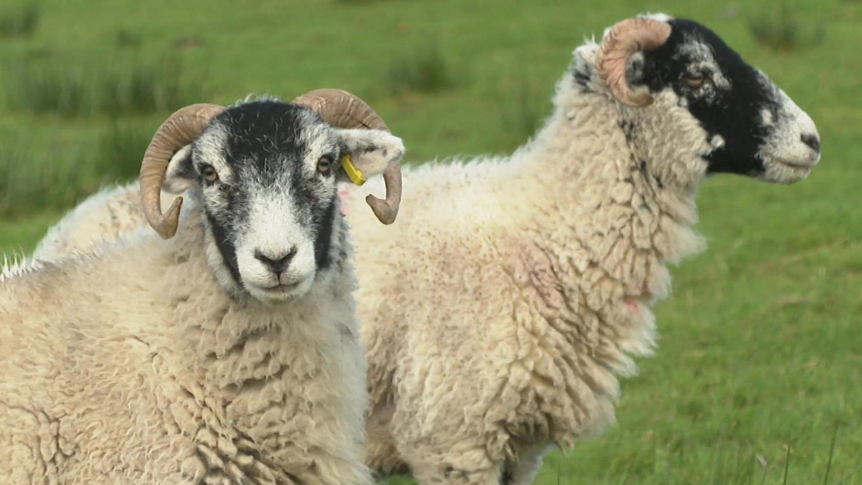 Two ewes in a field