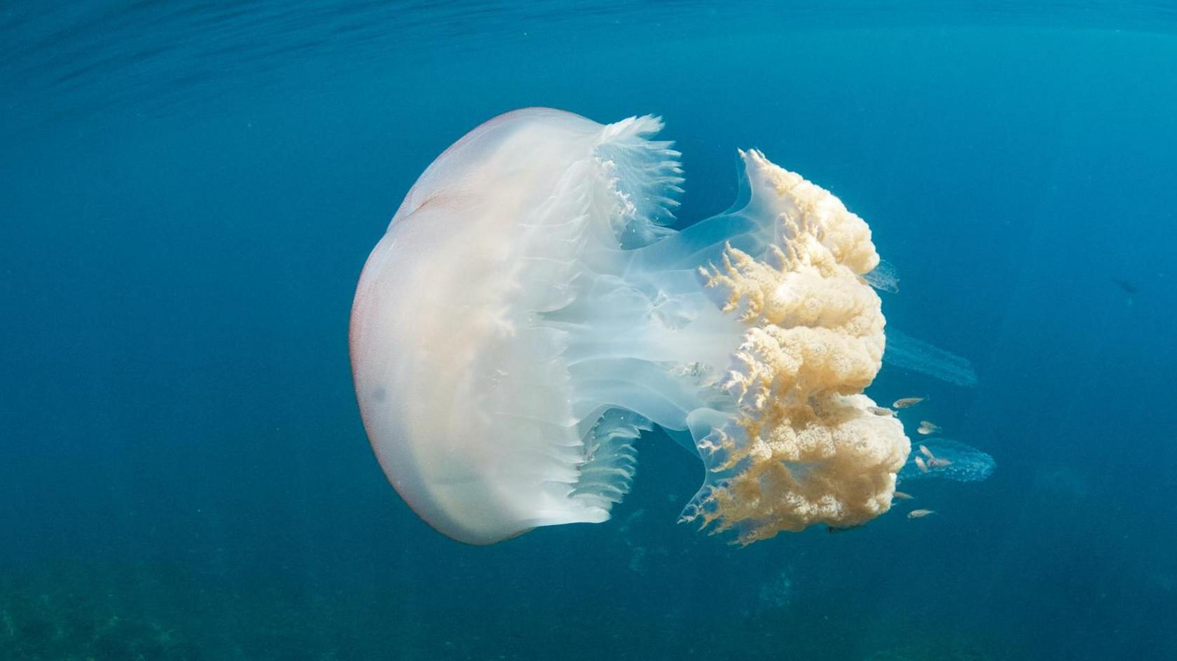 A horizontal barrel jellyfish with a white bell and yellowish tentacles 