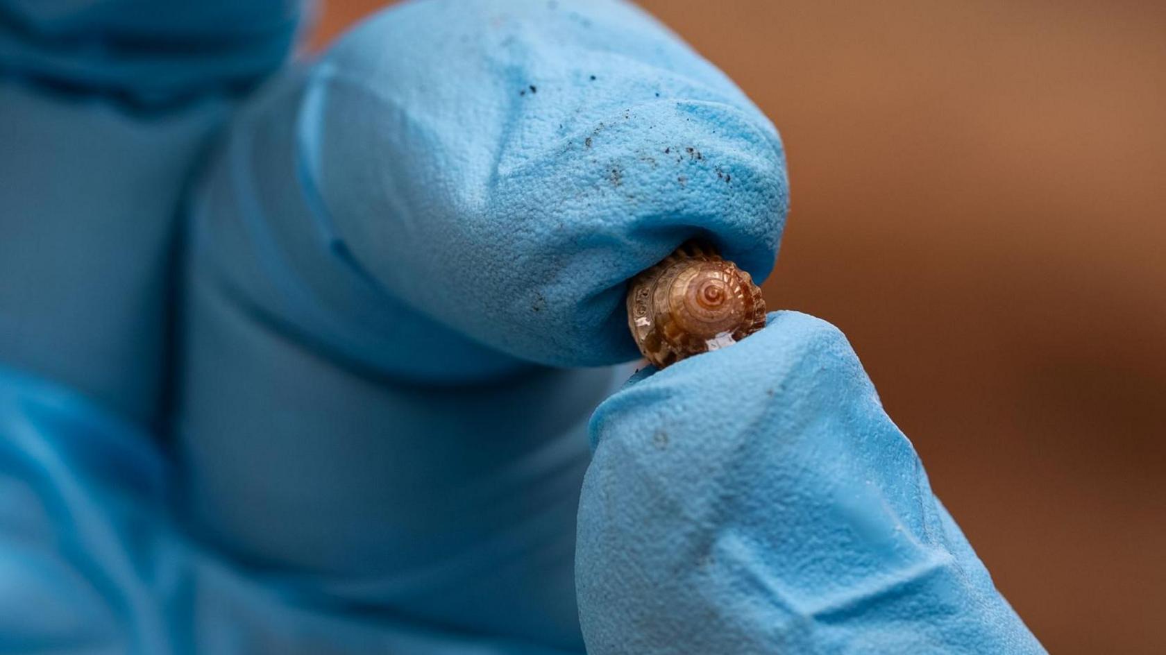 A hand wearing a blue rubber glove holding a tiny snail. The shell is light brown.