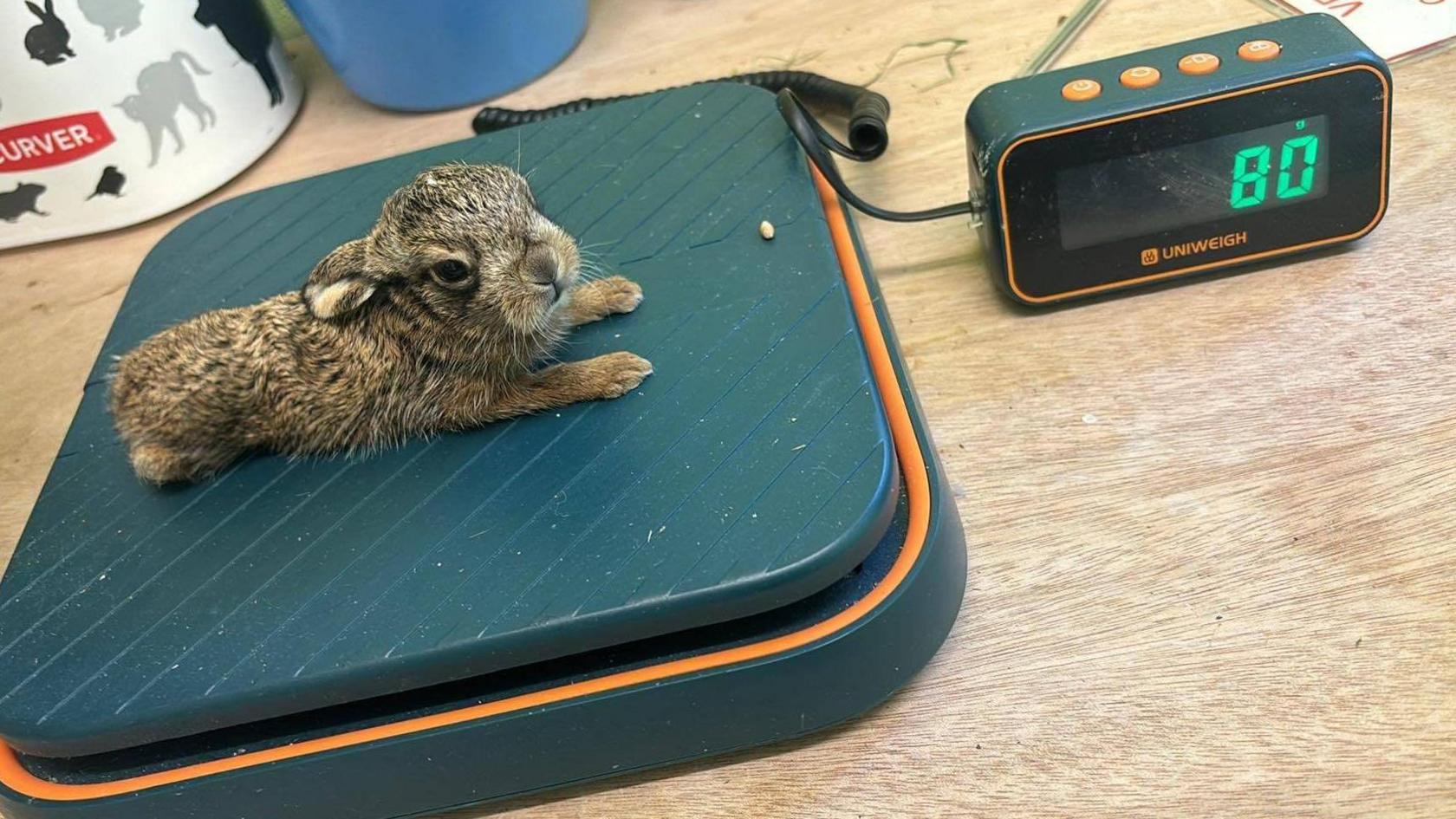 A baby hare lying on a scale with a monitor next to it reading 80g.