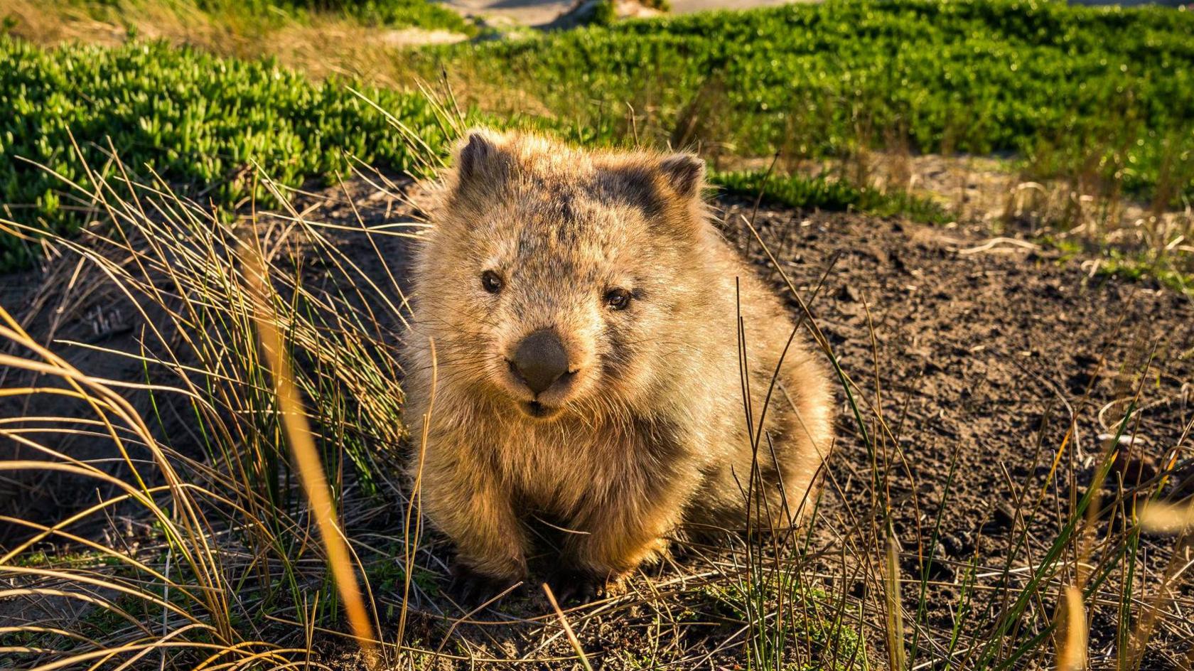 A wombat looks into the camera