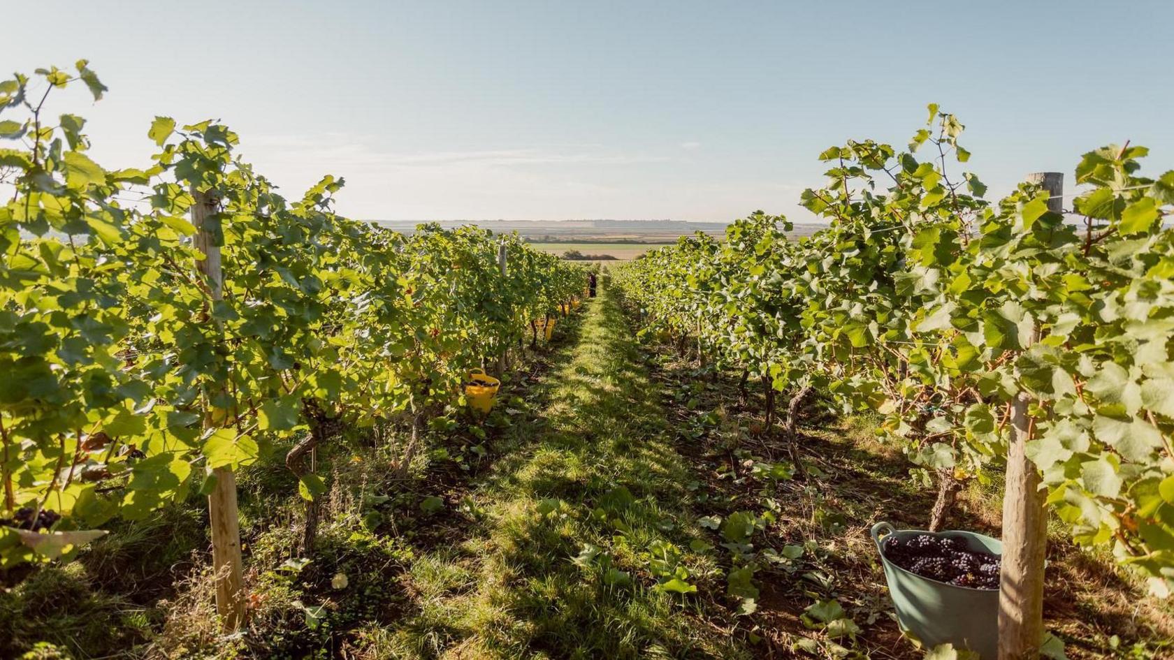 Clayhill Vineyard near Chelmsford